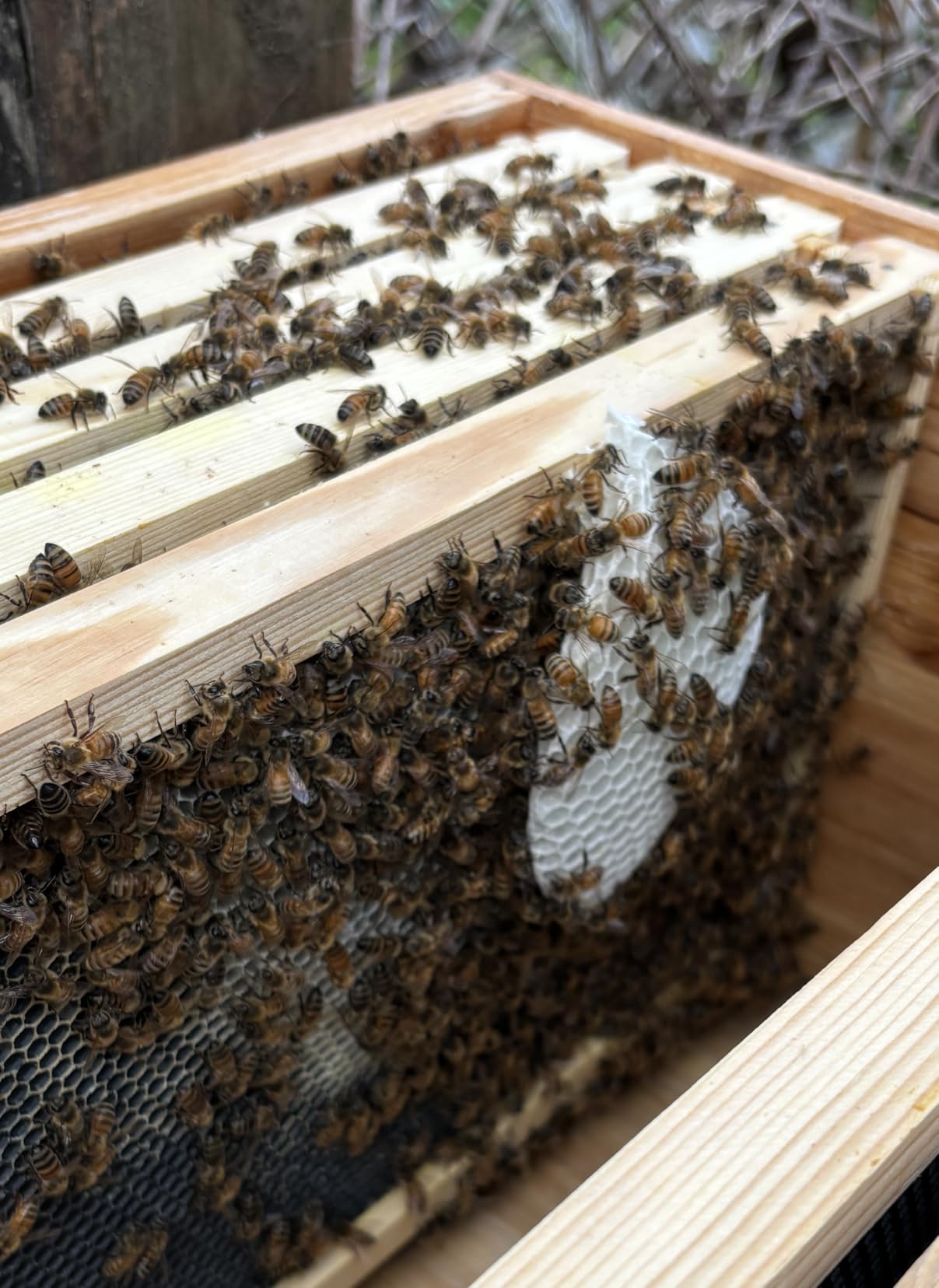 MayBee 8-Frame Beehive Starter Kit, Bee Hive Kit Dipped in Beeswax, Bee Hives Boxes Starter Kit Includes Beekeeping Supplies Tool Kit and Bee Suit customer photo 1