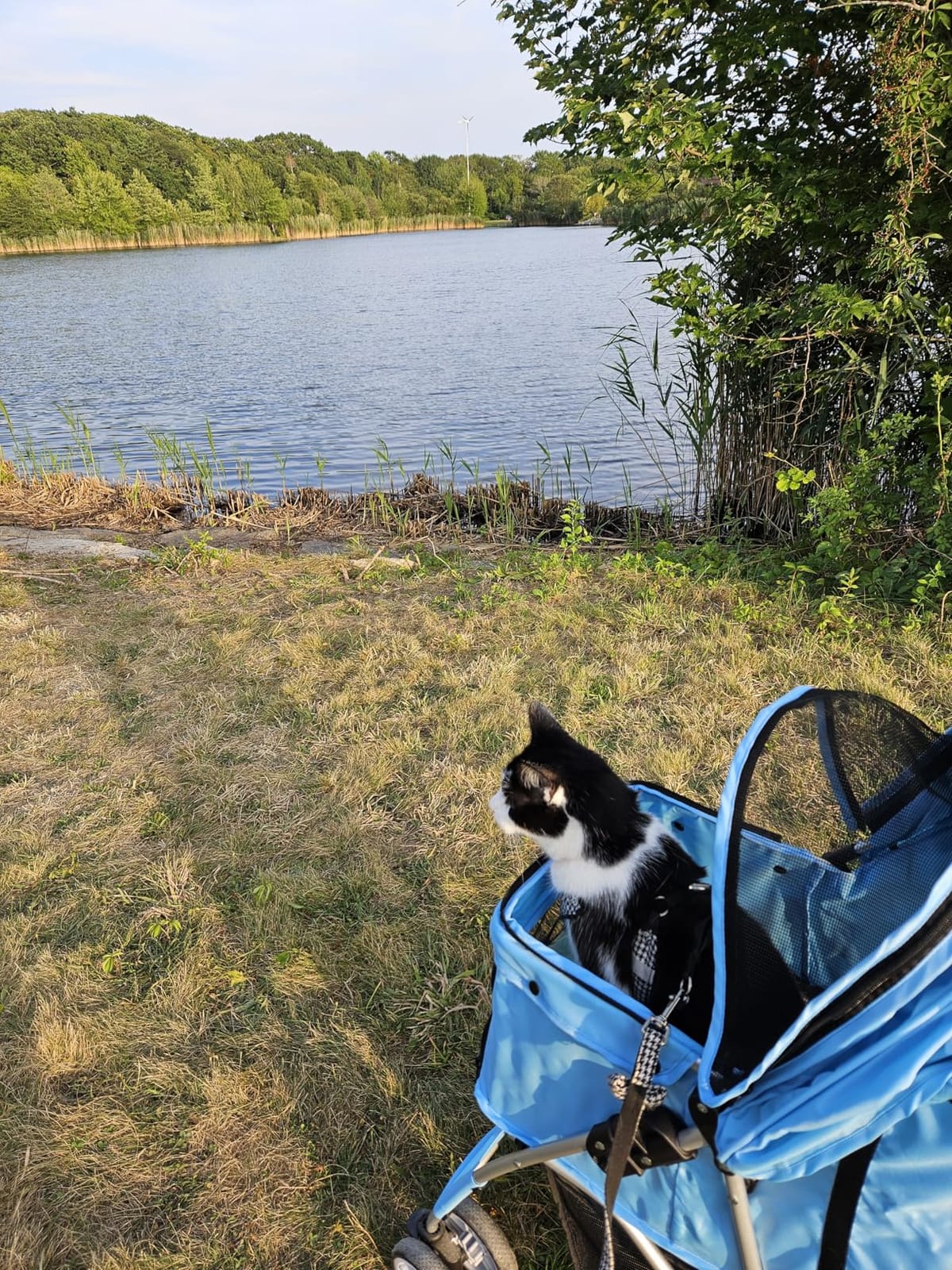 ZENY Foldable Pet Stroller, Cat/Dog Stroller with 4 Wheels | Pet Travel Carrier Strolling Cart with Storage Basket, Cup Holder (Pink) customer photo 2