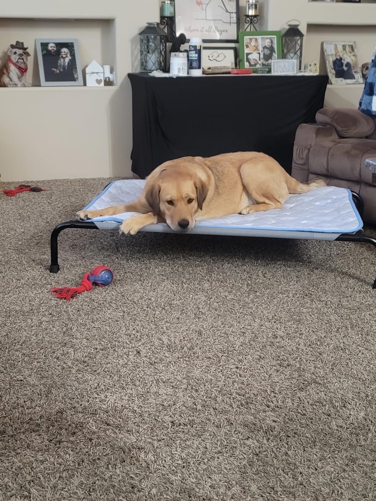 Simple Trending Raised Dog Bed for Large Dogs, Waterproof XL Dog Cot, Outdoor Cooling Elevated Pet Bed Load 200lb, 47.75