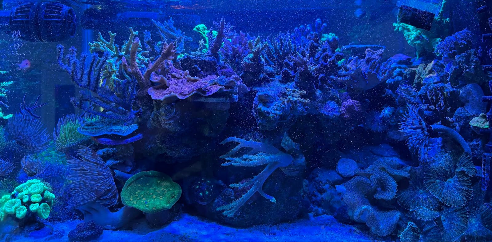 NICREW HyperReef 200 Gen 2 Reef LED Light, 200W Reef Aquarium Lighting for SPS LPS Corals and Saltwater Fish Tanks, Enhanced Violet and Blue Spectrum, Wide Angle Lens, 5 Channels Fully Programmable customer photo 1