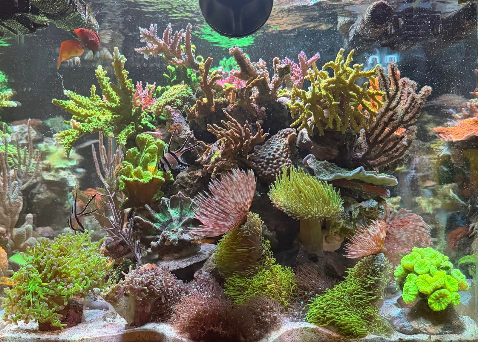 NICREW HyperReef 200 Gen 2 Reef LED Light, 200W Reef Aquarium Lighting for SPS LPS Corals and Saltwater Fish Tanks, Enhanced Violet and Blue Spectrum, Wide Angle Lens, 5 Channels Fully Programmable customer photo 2