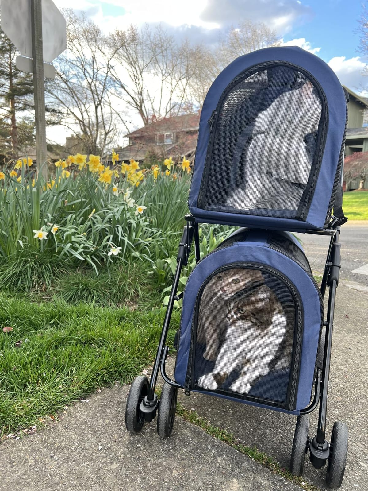 Giantex Double Pet Stroller with 2 Detachable Carrier Bags, Safety Belt, 4 Lockable Wheels, Folding Cat & Dog Stroller for Small Medium Pets customer photo 1