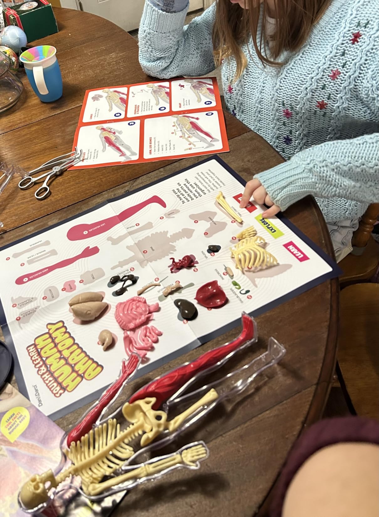 Human Anatomy Squishy Body Model - STEM Science Kits for Kids Ages 4-8 | STEM Toys for 4 5 6 7 8 Year Old Boy Birthday Gift - Learning Educational Toys for Ages 5-7 Boys Gifts - Skeleton Parts customer photo 1
