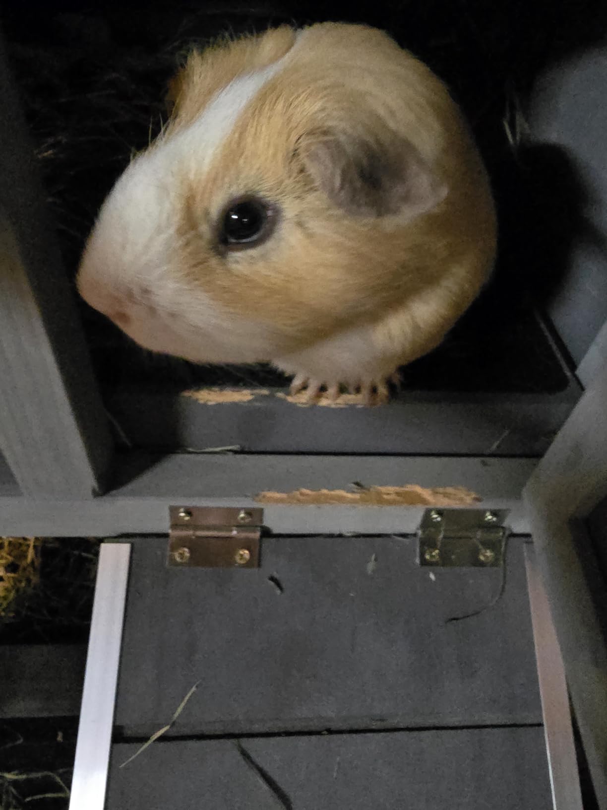 Aivituvin Rabbit Hutch 62
