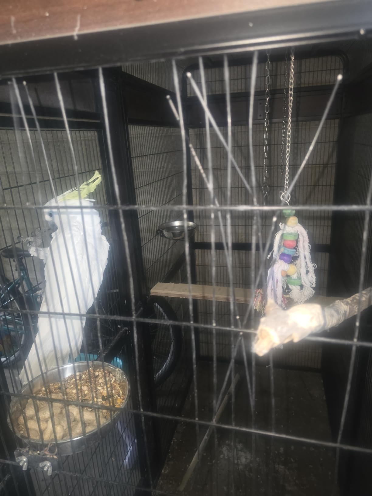 Large Bird Cage for Parakeets Outdoor Bird Aviary Parrot Cage with Perch, Birdcage for Macaws Canaries Parrots Budgie Lovebirds-Black (2 Box Set) customer photo 1