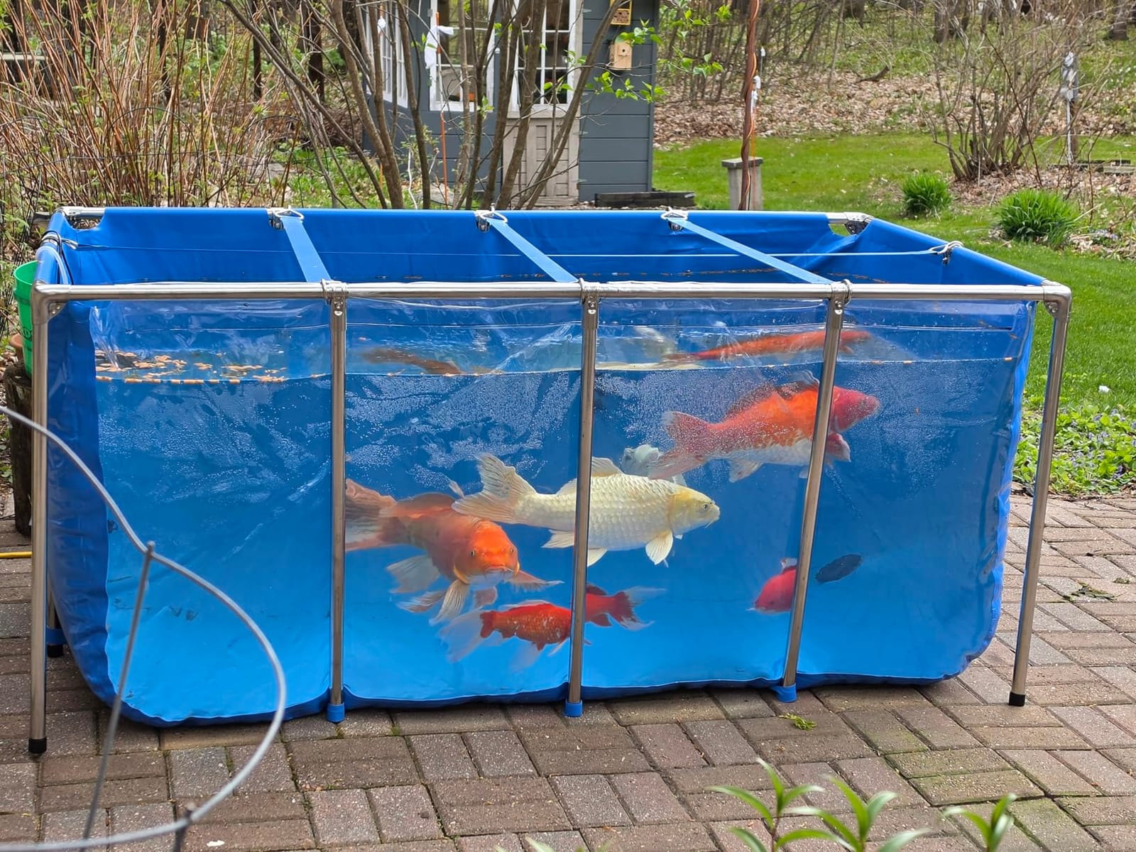 PVC KOI Aquarium Tank, Temporary Fish Tank with Clear Viewing Panel, KOI/Goldfish Pond with 304SS Frame & Drain Valve(59.0