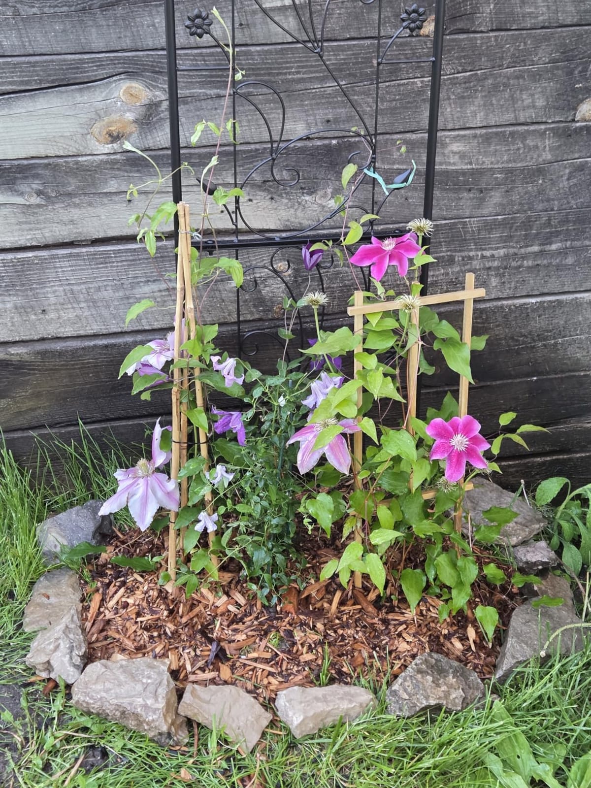 VEVOR Garden Trellis for Climbing Plants 87x20 in 4-Pack Metal Rose Trellis customer photo 1