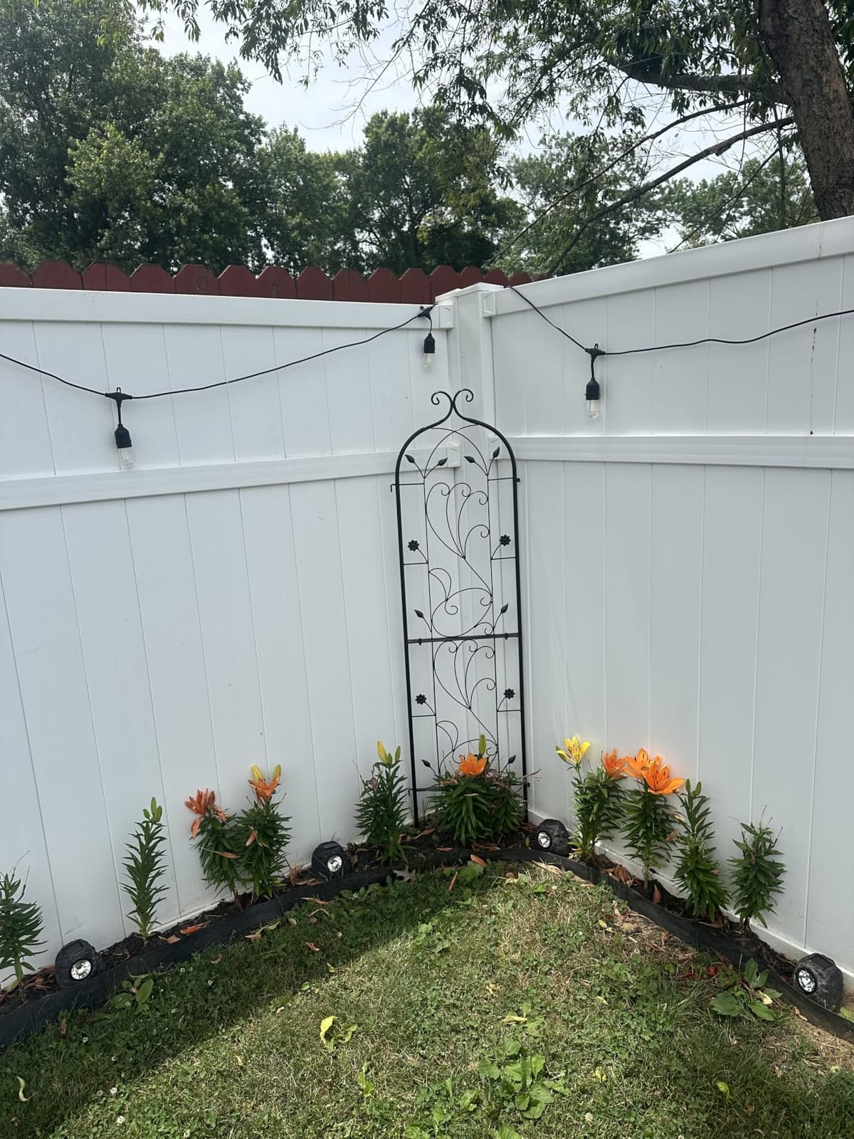 VEVOR Garden Trellis for Climbing Plants 87x20 in 4-Pack Metal Rose Trellis customer photo 2