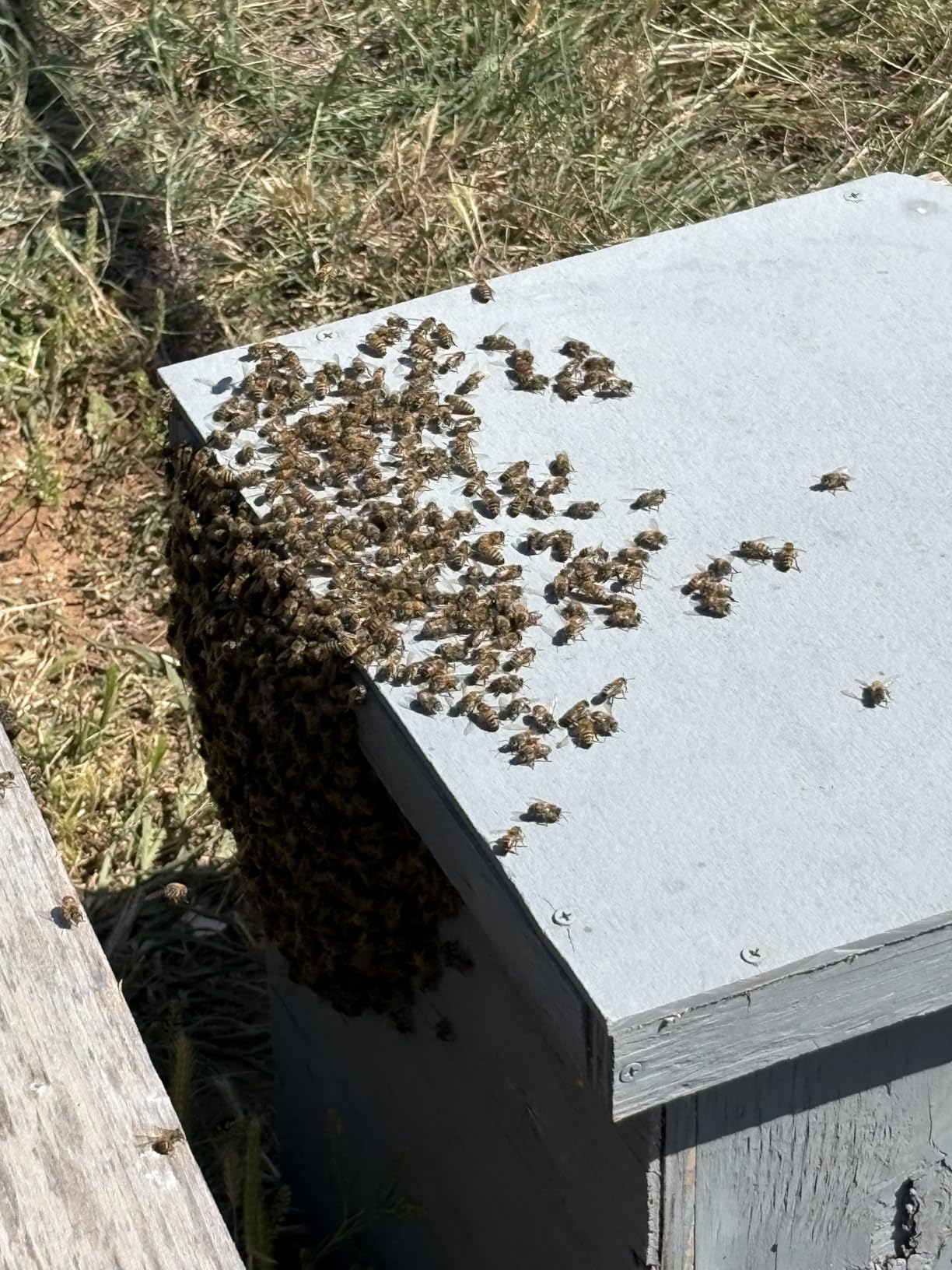 Bee Hive Smoker Kit - Stainless Steel Smoker with Heat Shield, Practical Beekeeping Supplies for Beginners & Professionals customer photo 2