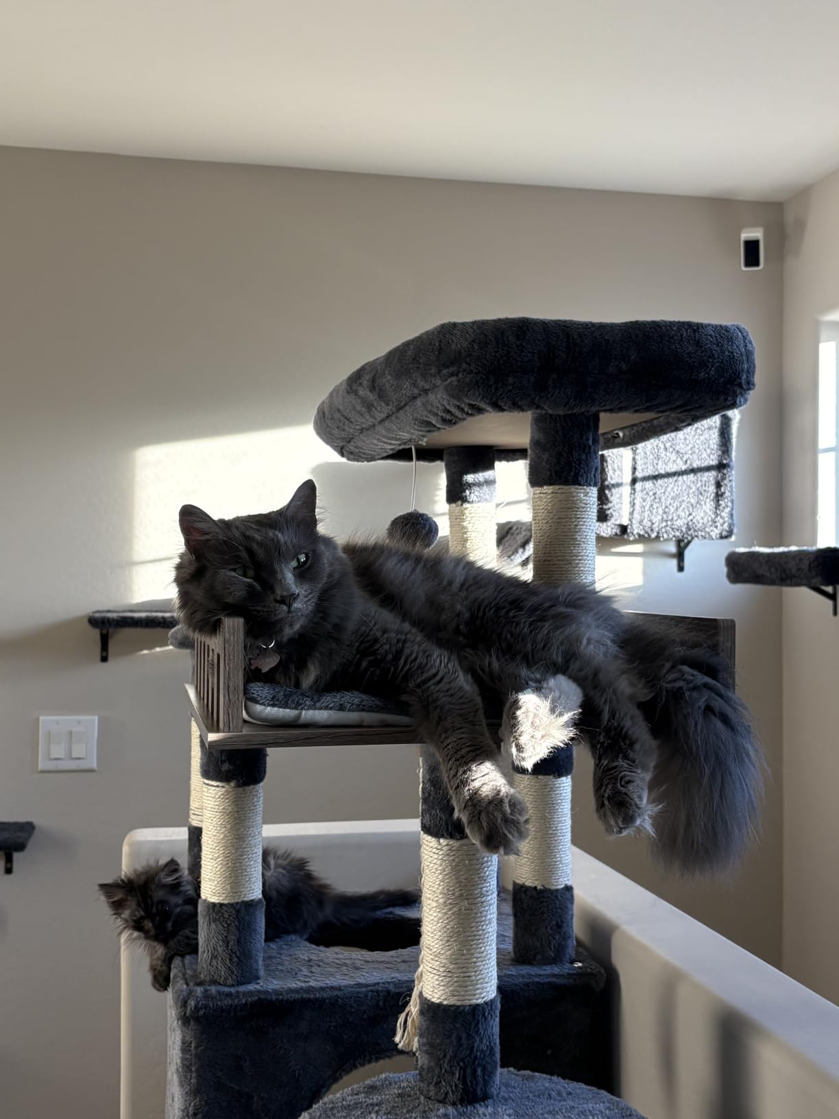 Gitelsnour Maine Coon Cat Tree, Heavy Duty Cat Tree for Indoor Cats Large Adult, Cat Tower for Large Cats 20 lbs+ with Hammock, 2 Big Perches, 2 Cat Condos, 15 Scratching Posts, Smoky Gray GCT033G customer photo 2