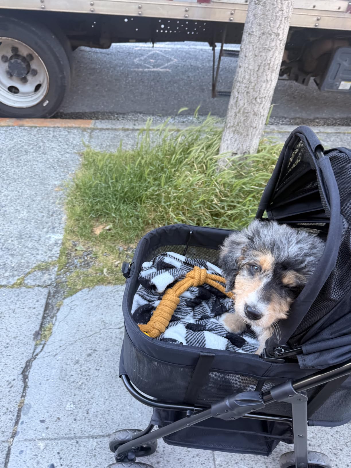 Zoosky 3 in 1 Dog Stroller, Folding Pet Stroller w/Removable Carrier | Small/Medium Dogs and Cats, Waterproof, All-Terrain & 2 Sun Shades, Car Seat, 360° Breathable Mesh customer photo 1