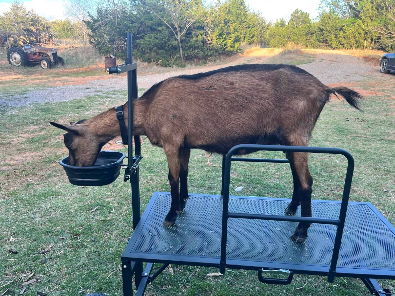 Goat Stand with Adjustable Headpiece & Legs, Goat Milking Stand with Feeder, Rails & Wheels, Stanchion for Grooming & Hoof Trimming, Sheep Stand for Shearing Heavy-Duty Steel Platform, Black customer photo 2