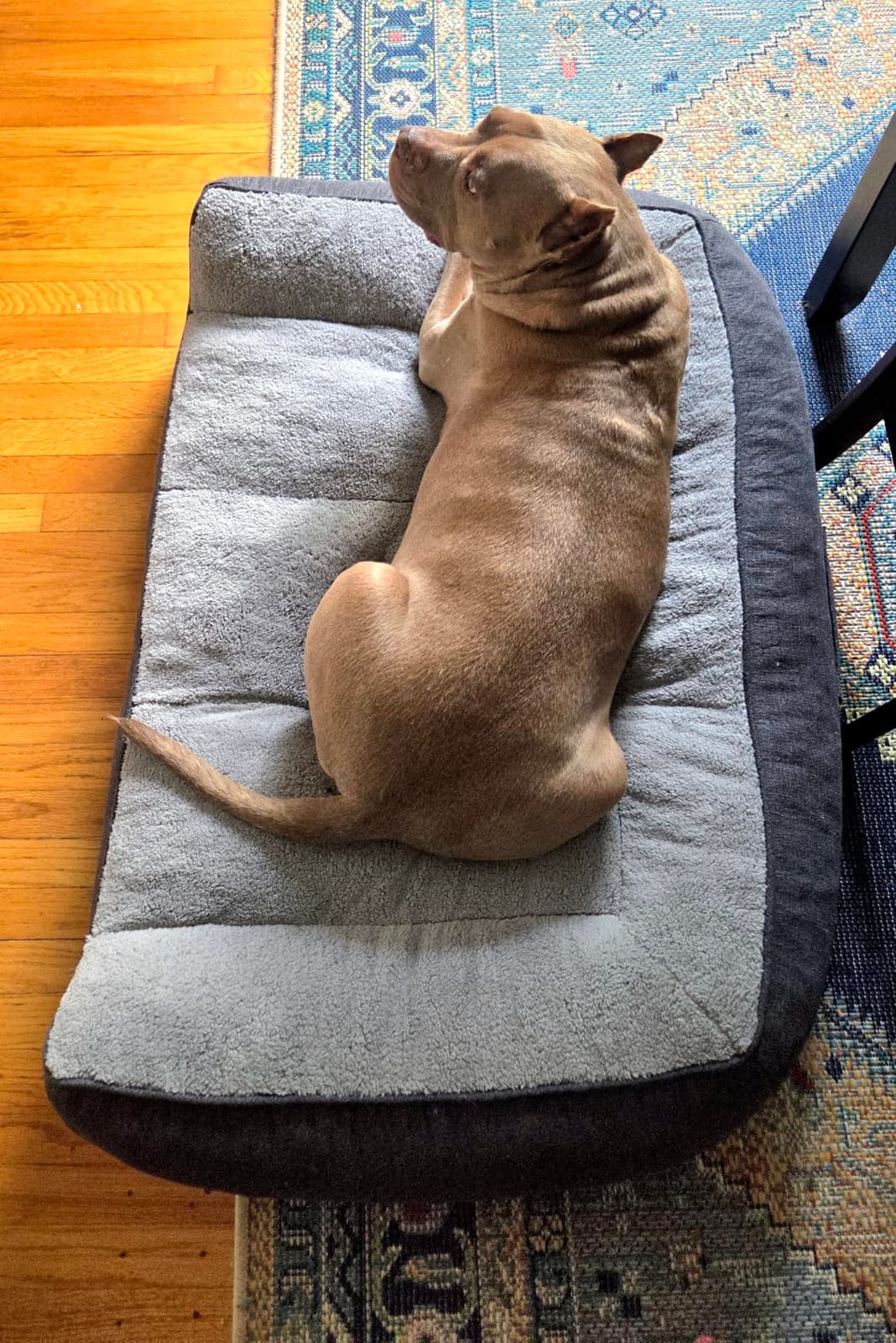 Bedsure SupportMax XL Pro Orthopedic Dog Beds Large Sized Dog - Extra Thick Supportive Dogs Couch with Waterproof Washable Cover, Extra Large Comfort Pet Sofa with Sherpa & Nonskid Bottom, Grey, 45