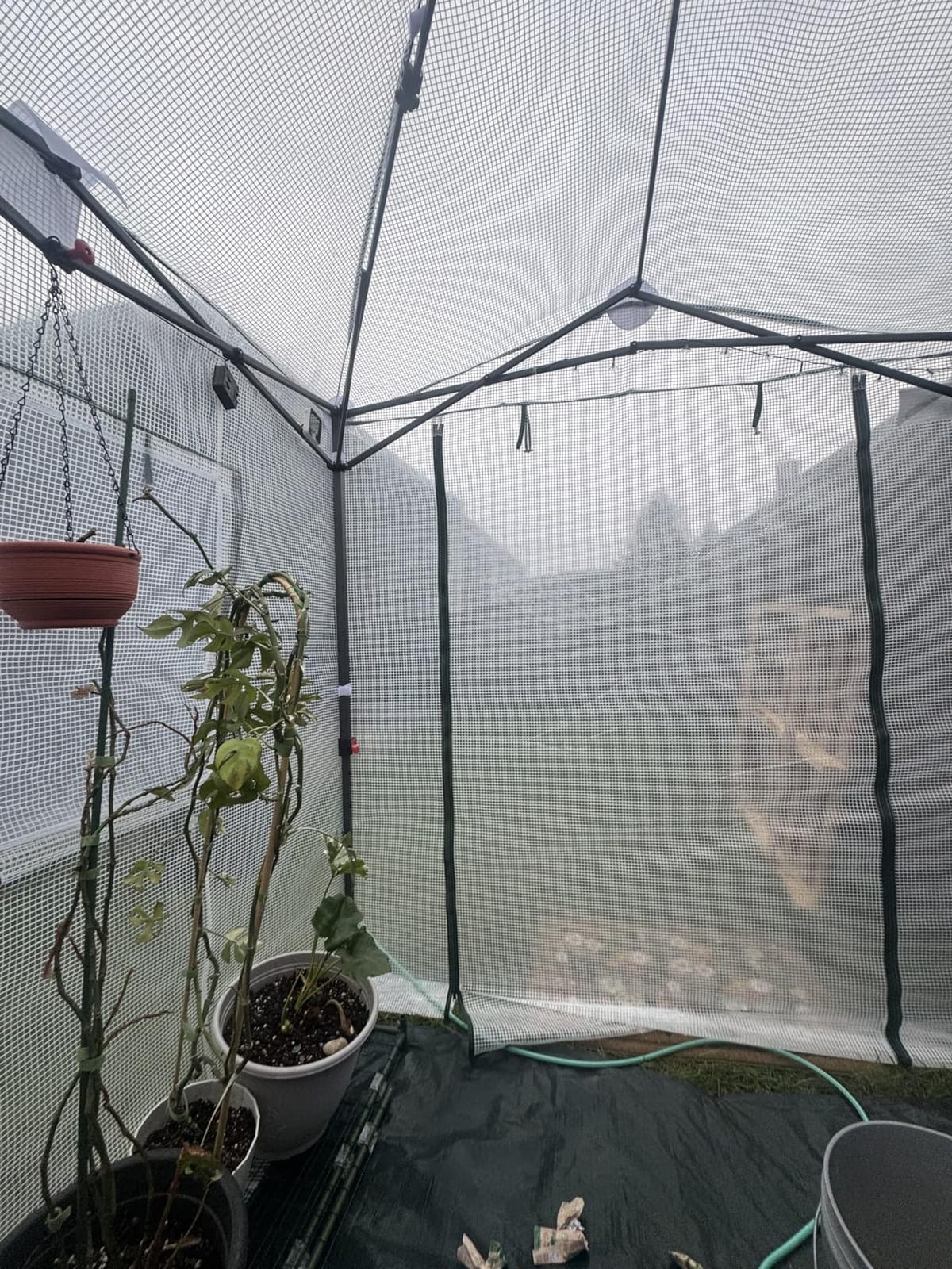 EAGLE PEAK 9x4 Easy Setup Pop Up Greenhouse, Lean-to Design, Clear/White | Walk-In Greenhouses for Outdoors, Green House for Winter Protection, Roll-Up Door & Mesh Windows, One Person Setup customer photo 1