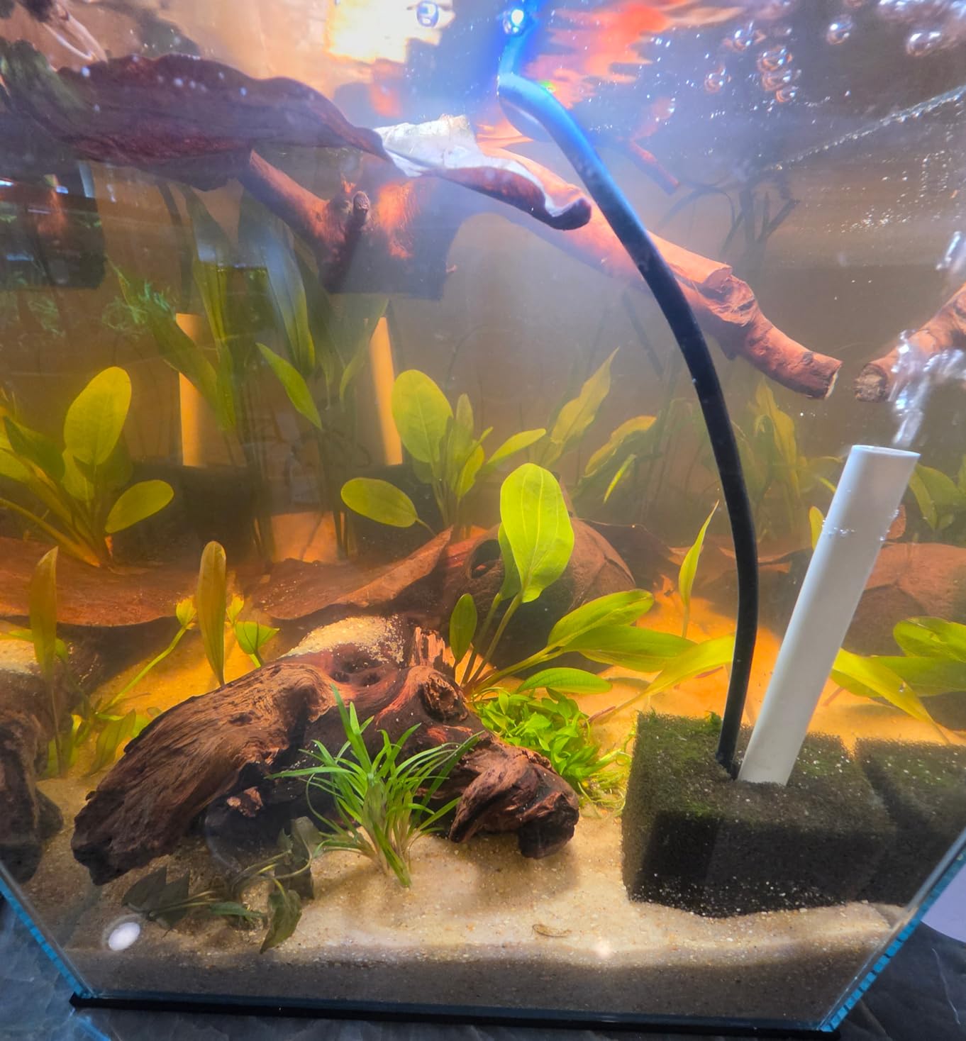 Allcolor Artisan Grade Ultra Clear Rimless Aquarium Tank, Low Iron Glass Fish Tank for Professional Aquascaping and Planted Layouts, 6-60 Gallons (34Gal - Anti-Jumping net) customer photo 1
