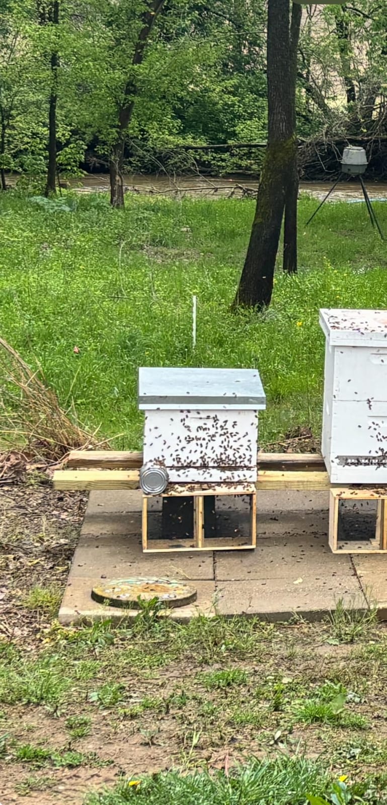 Honey Lake 20 Pack Deep Beehive Frames Kit with Durable Wooden Frames and Food-Grade Beeswax-Coated Plastic Foundations for Beekeeping (Yellow) customer photo 1
