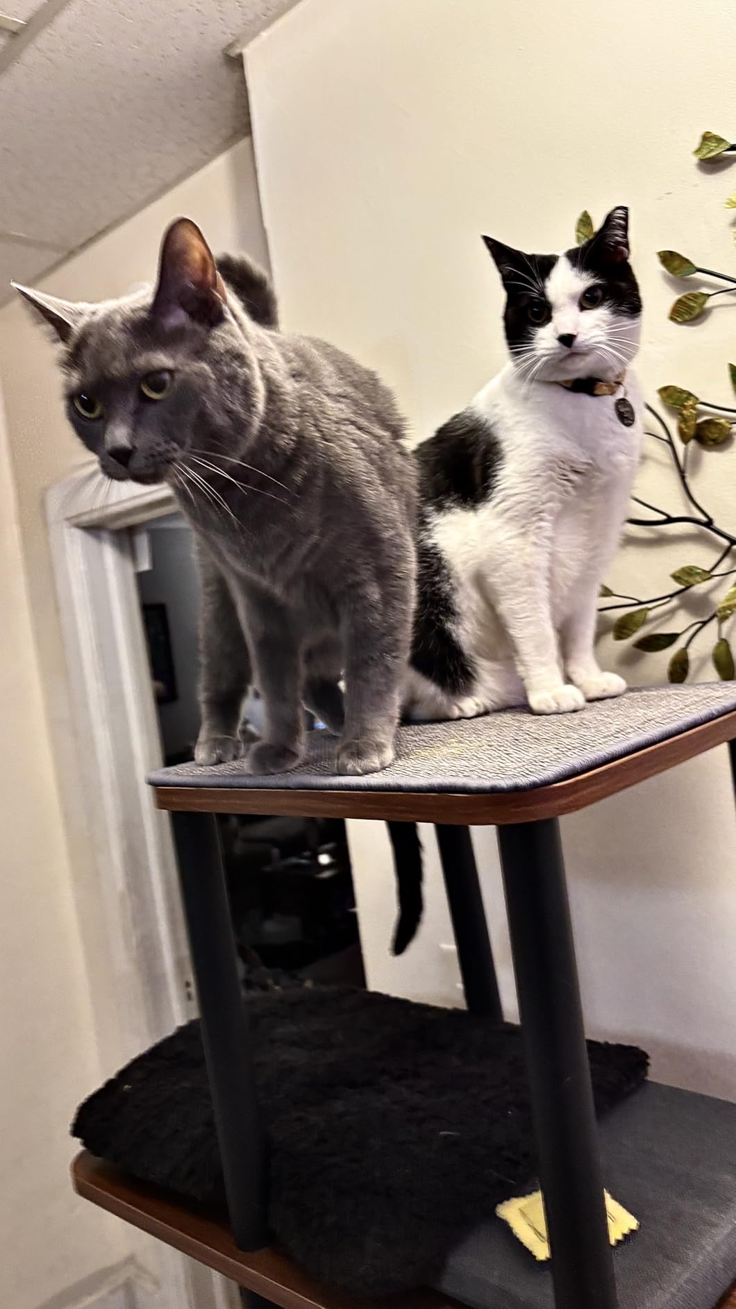 Modern Large Cat Tree, No Wobble, No Tiny Platform for Big Cats | 60 lb Heavy-Duty Frame, 25.6