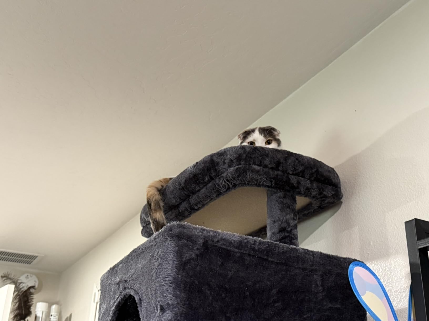 Heybly Cat Tree, 76-Inch Tall Heavy Duty Cat Tower for Big Cats with Extra Wide Baseboard, Multi-Level Large Cat Furniture with 2 Condos & 2 Hammocks, 10 Scratching Posts, Smoky Gray HCT039G customer photo 1