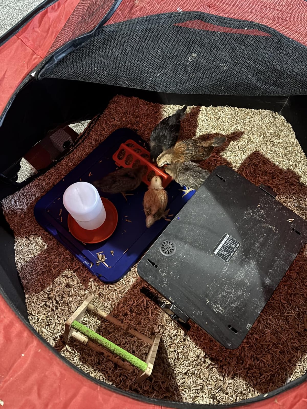 Magicfly Brooder Box for Chicks Starter Kit with 15 x 11 Inch Heating Plate | Chicken Brooder Tent with Chicken Perch, Feeder & Waterer, Holds Up to 15 Chicks, Duck, Quail customer photo 2