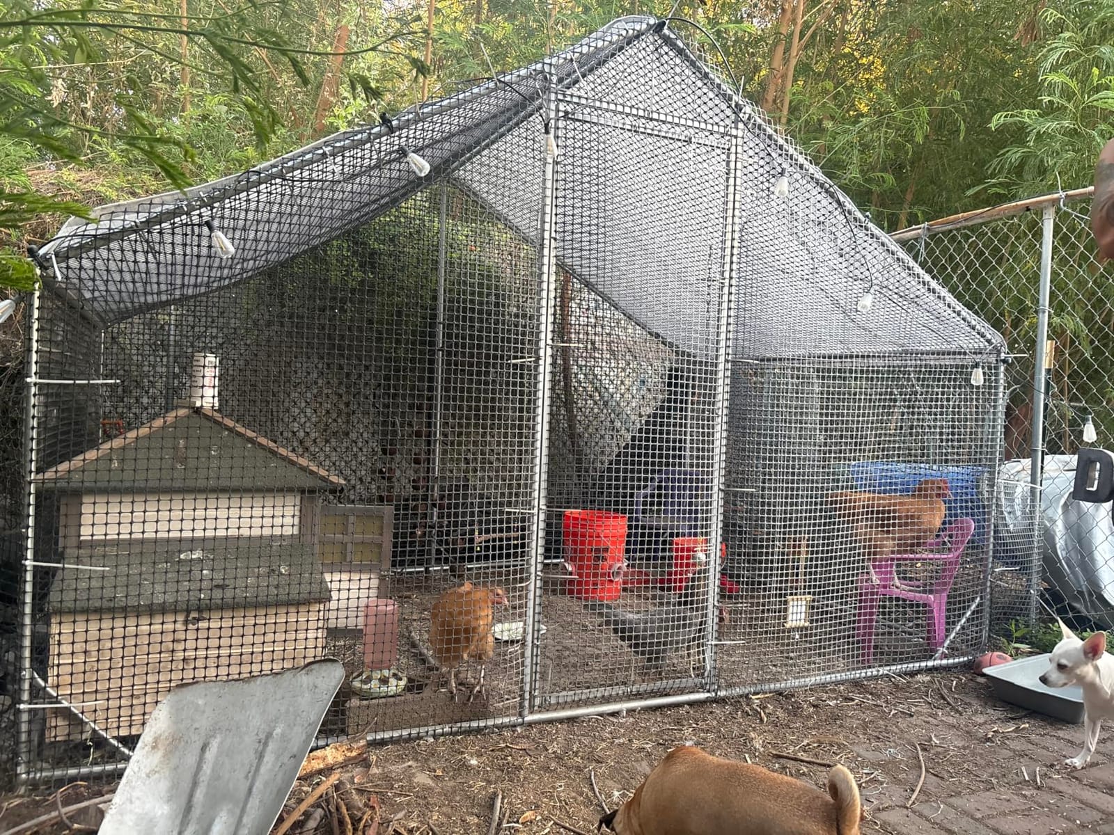 CAMMOO Walk in Chicken Coop, 9.8x6.6x6.6ft Chicken Run for Yard with Cover | Upgrade Double Lock & Mesh, Stainless Steel Ties, Easy Assembly, Chicken Pen for Ducks, Rabbits customer photo 1