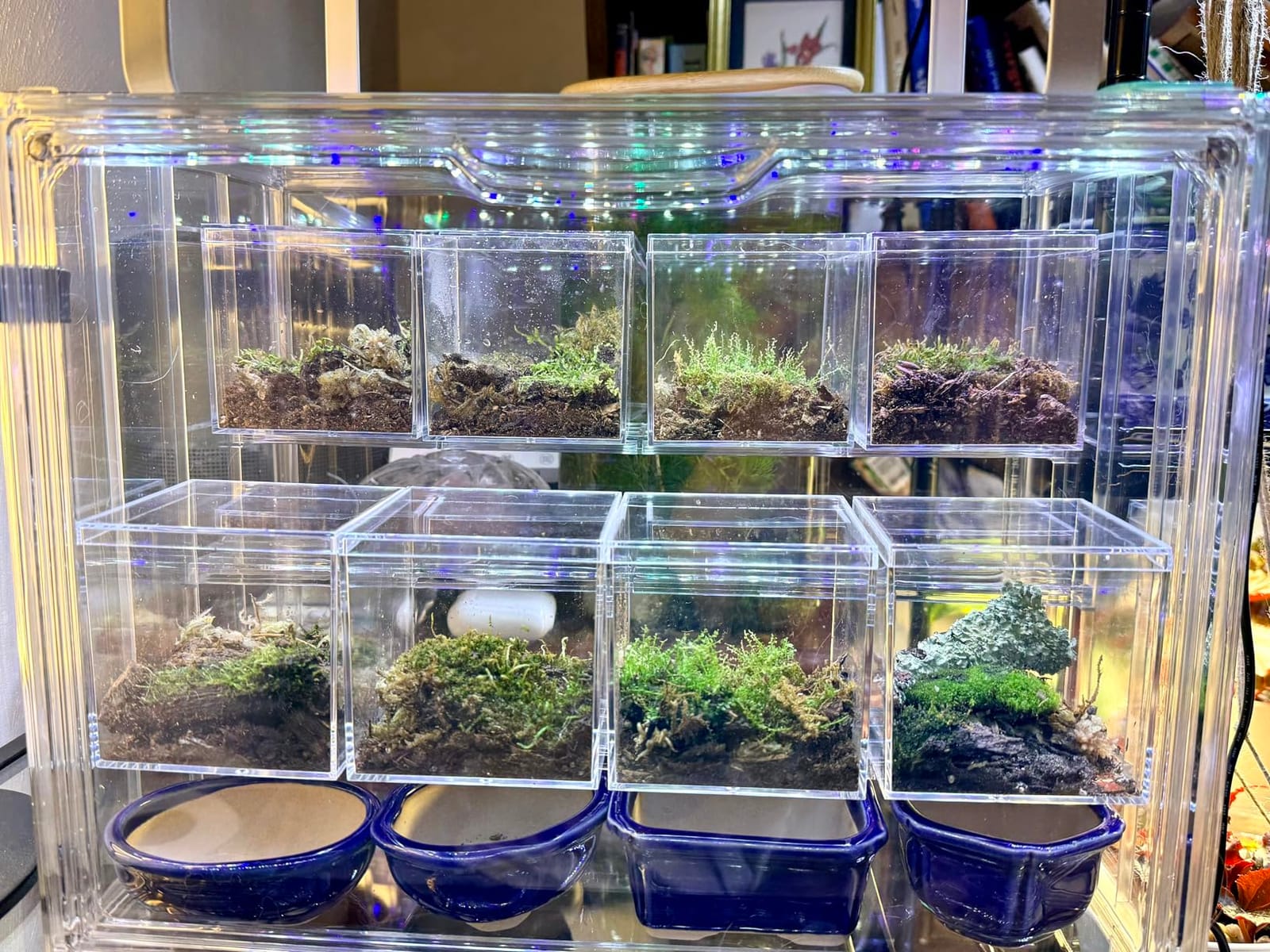 Mini Greenhouse Indoor with Magnetic Door, M-4tier-1pcs | Retains Warmth & Moisture, Durable Construction, Magnetic Door, Adjustable Dividers Fit Different Plants, Tool-Free Assembly customer photo 1