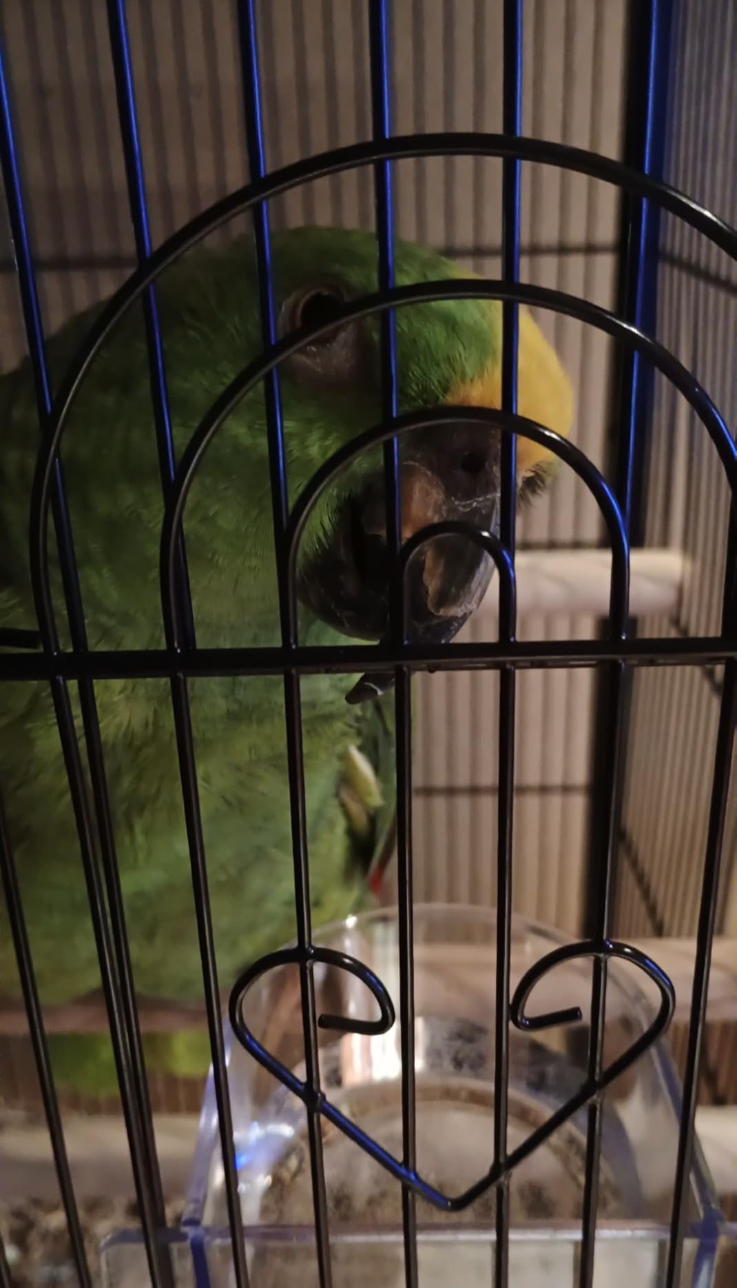 VEVOR Bird Cage, 32.7 x 31.1 x 82.7 inch, Open Flat Top, Wrought Iron Bird Flight Cage customer photo 1