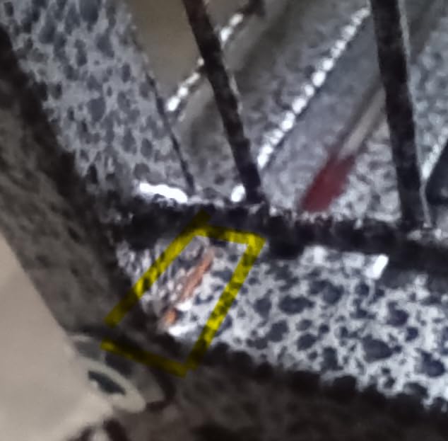 VEVOR Bird Cage, 32.7 x 31.1 x 82.7 inch, Open Flat Top, Wrought Iron Bird Flight Cage customer photo 2