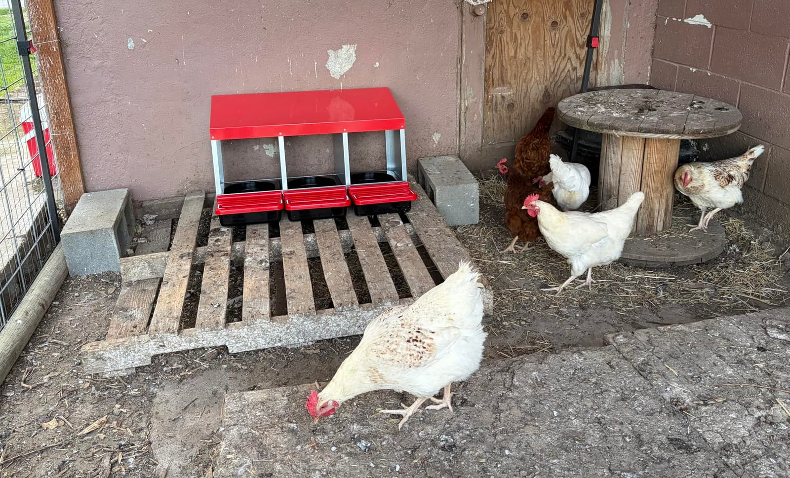 ZenxyHoC Two-Tier Chicken Nesting Box Red 6 Compartments | Metal Egg Laying Box with Rollout Egg Collection & Swing Perch for Backyard Chicken customer photo 2