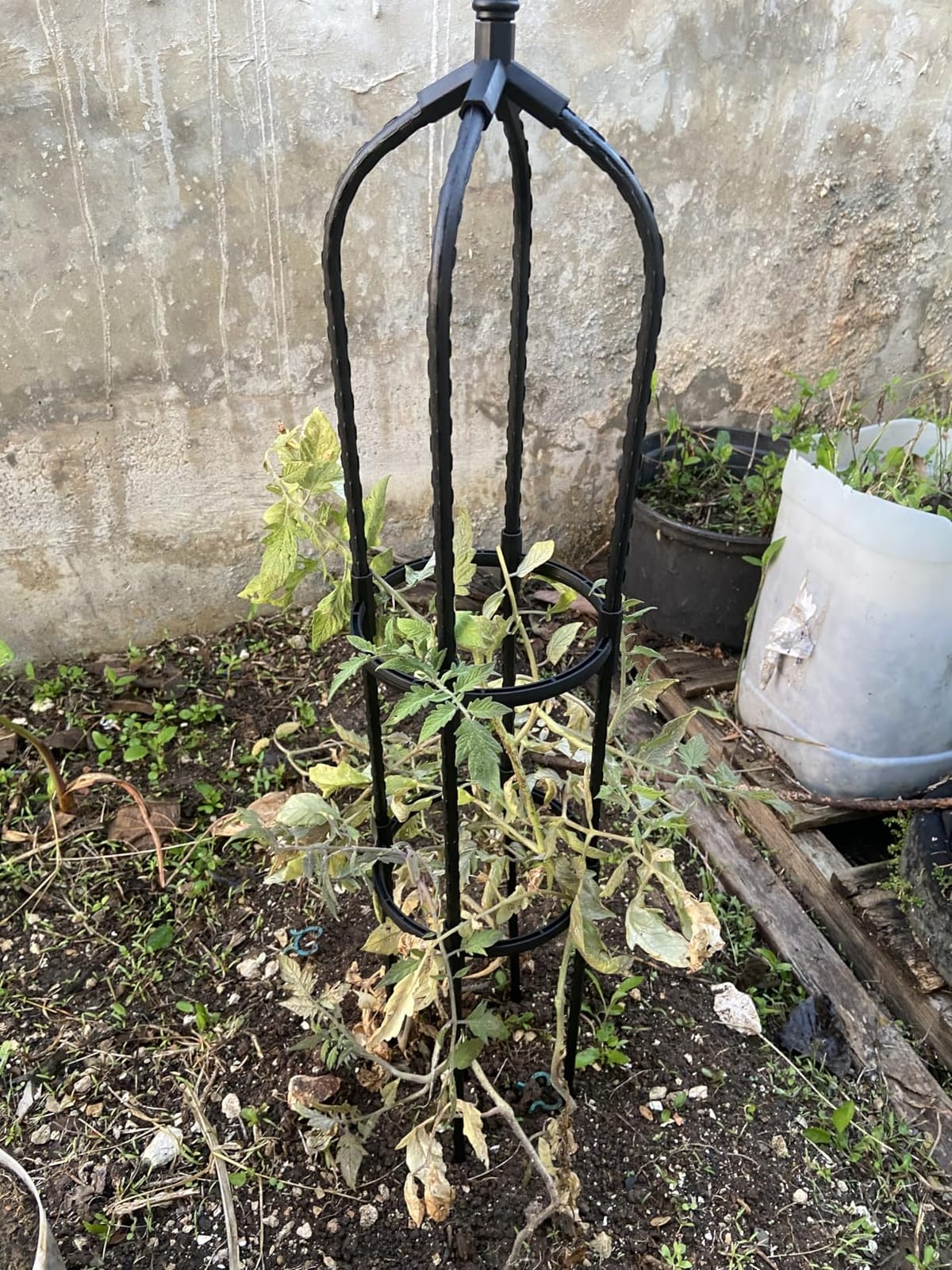 6.3FT, 100% Metal Thickened Garden Obelisk Trellis for Climbing Plants | 16mm Thick Steel Tubes customer photo 1