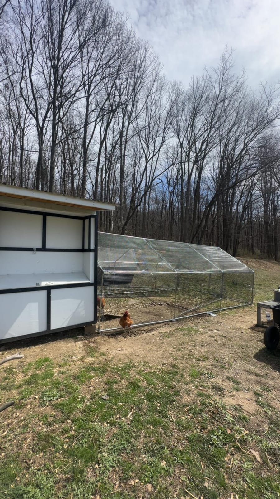 CAMMOO Walk in Chicken Coop, 19.7x9.8x6.6ft Chicken Run for Yard with Cover | Upgrade Double Lock & Mesh, Stainless Steel Ties, Easy Assembly, Chicken Pen for Ducks, Rabbits customer photo 1