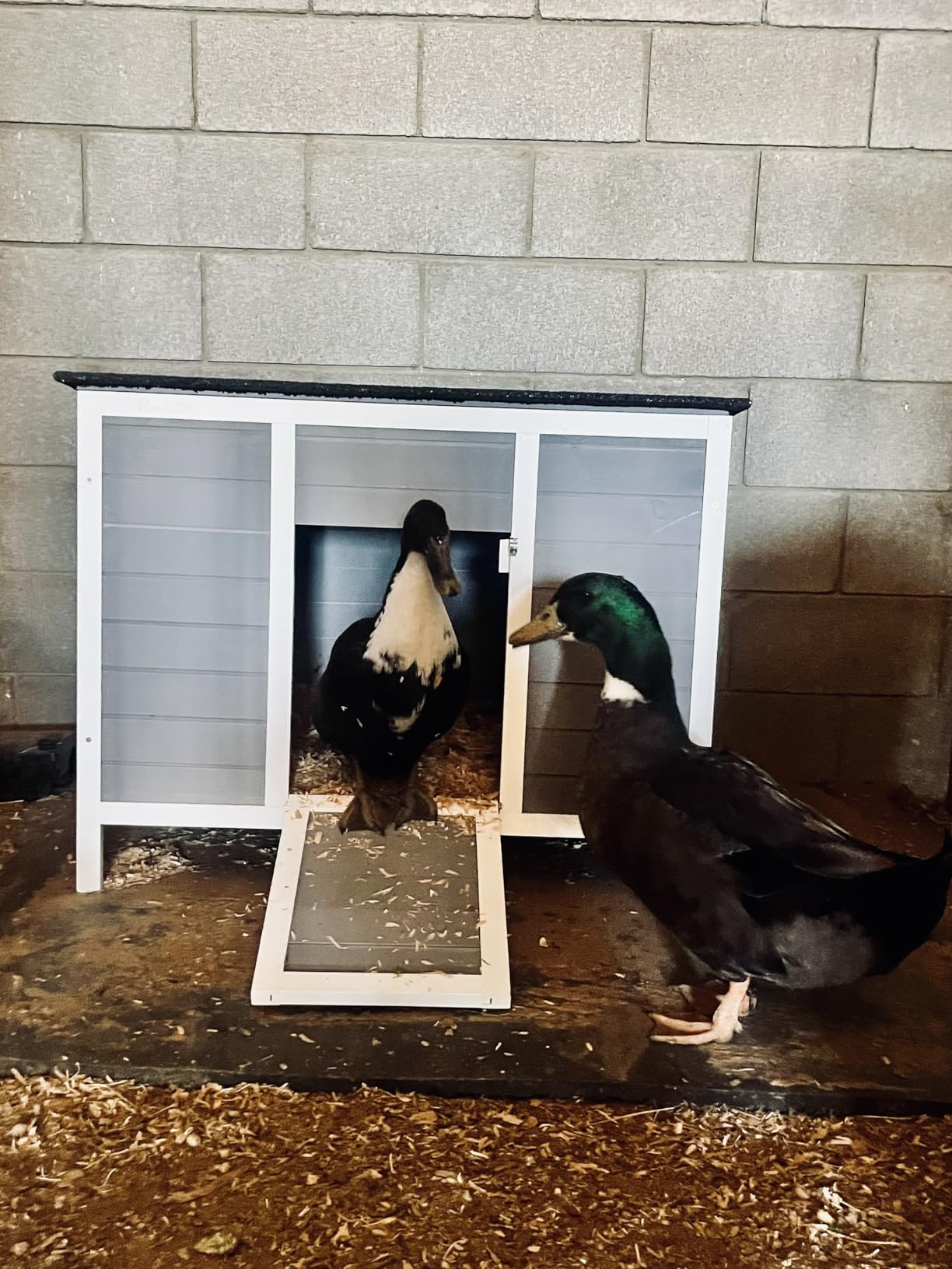 PawHut Duck Coop with Openable Roof, Ramp for Poultry Small Animals, Gray | Wooden Duck House Rabbit Hutch, Removable Base, Elevated Legs, Ventilated Windows, Bunny Cage customer photo 2