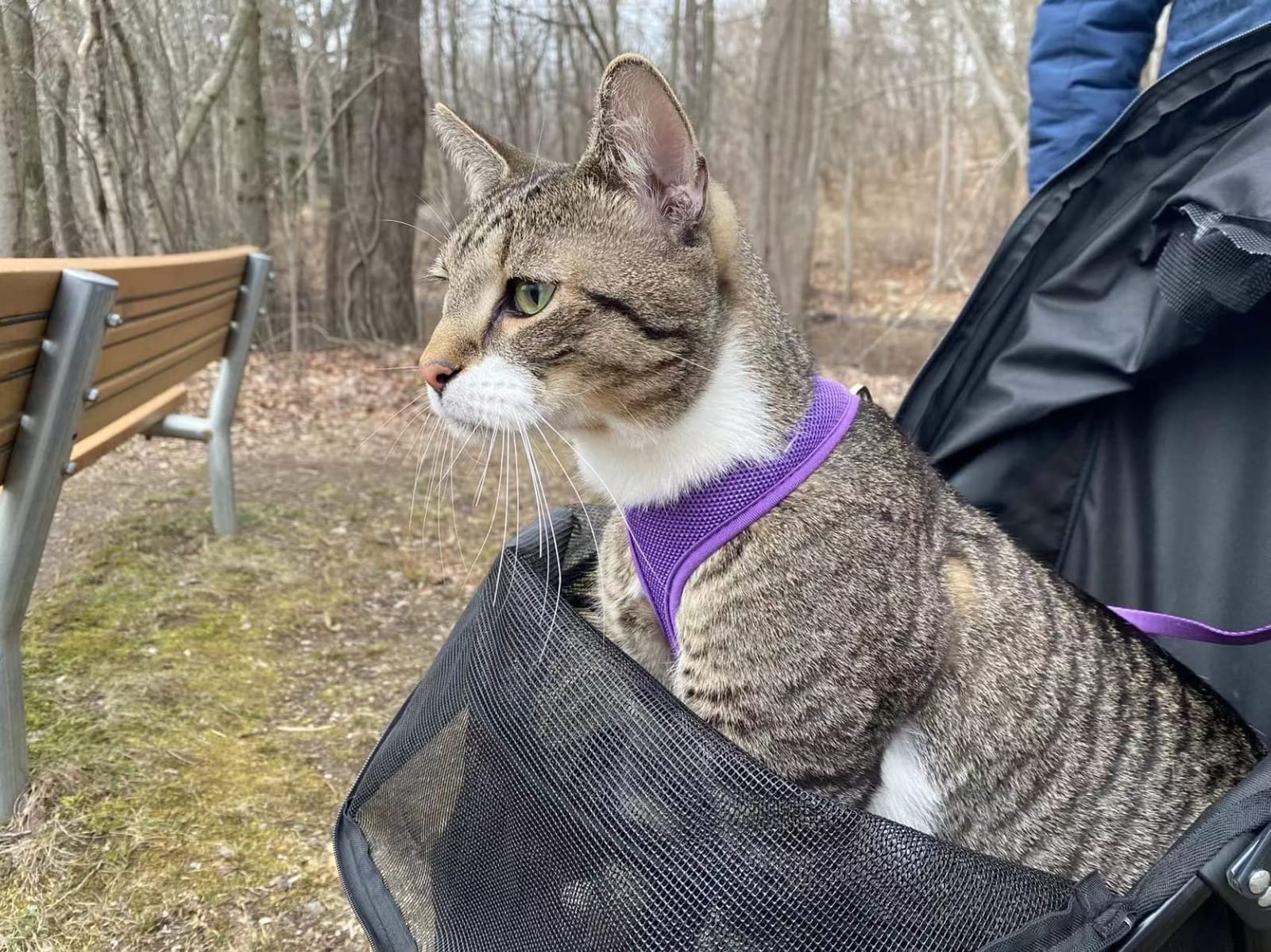 Pet Gear Travel Lite Plus Stroller, Coral | For Cats and Dogs up to 15 Pounds, Compact Easy Fold, No Assembly Required, Large Wheels customer photo 1