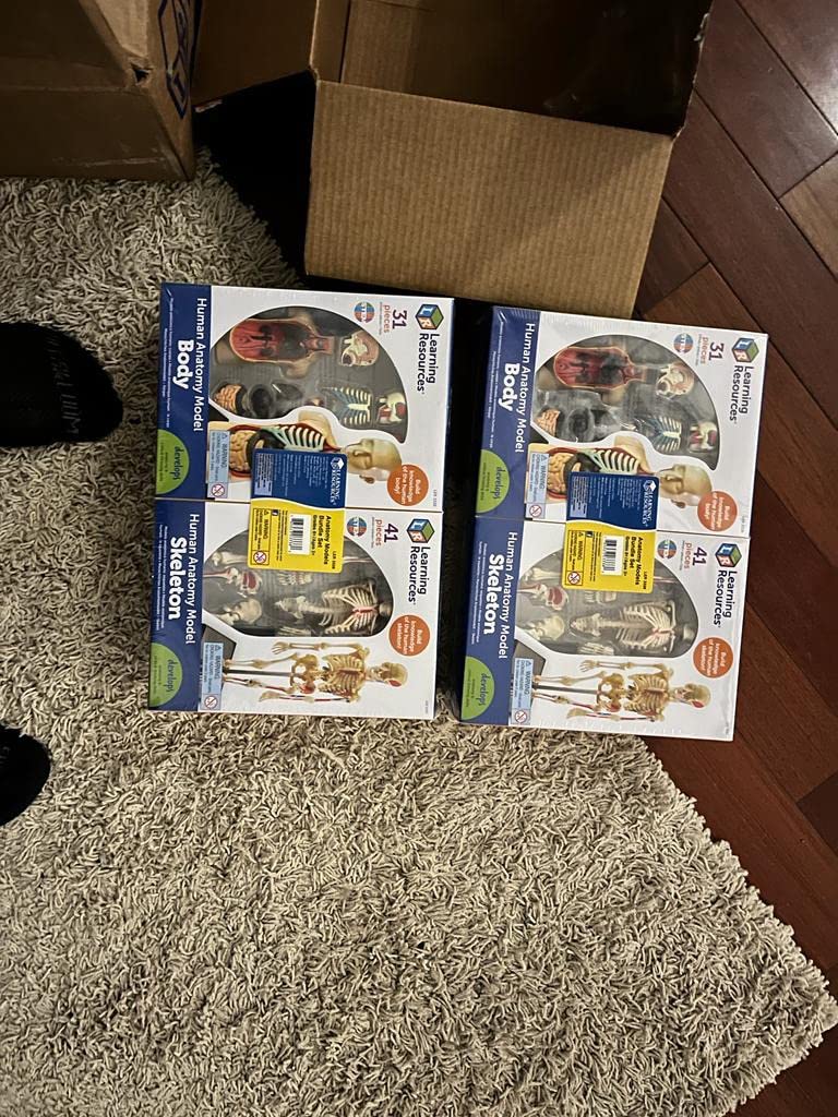 Learning Resources Anatomy Models Bundle Set | Skeleton and Physiology, Human Body Model, Science Classroom Must Haves, Biology Teacher Supplies, Homeschool customer photo 2