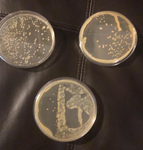 Evviva Sciences Microbiology Science Project Kit, Pre-Poured Agar Plates for Students, Agar Petri Dishes to Learn Microbiology, with Educational Experiment eBook customer photo 2