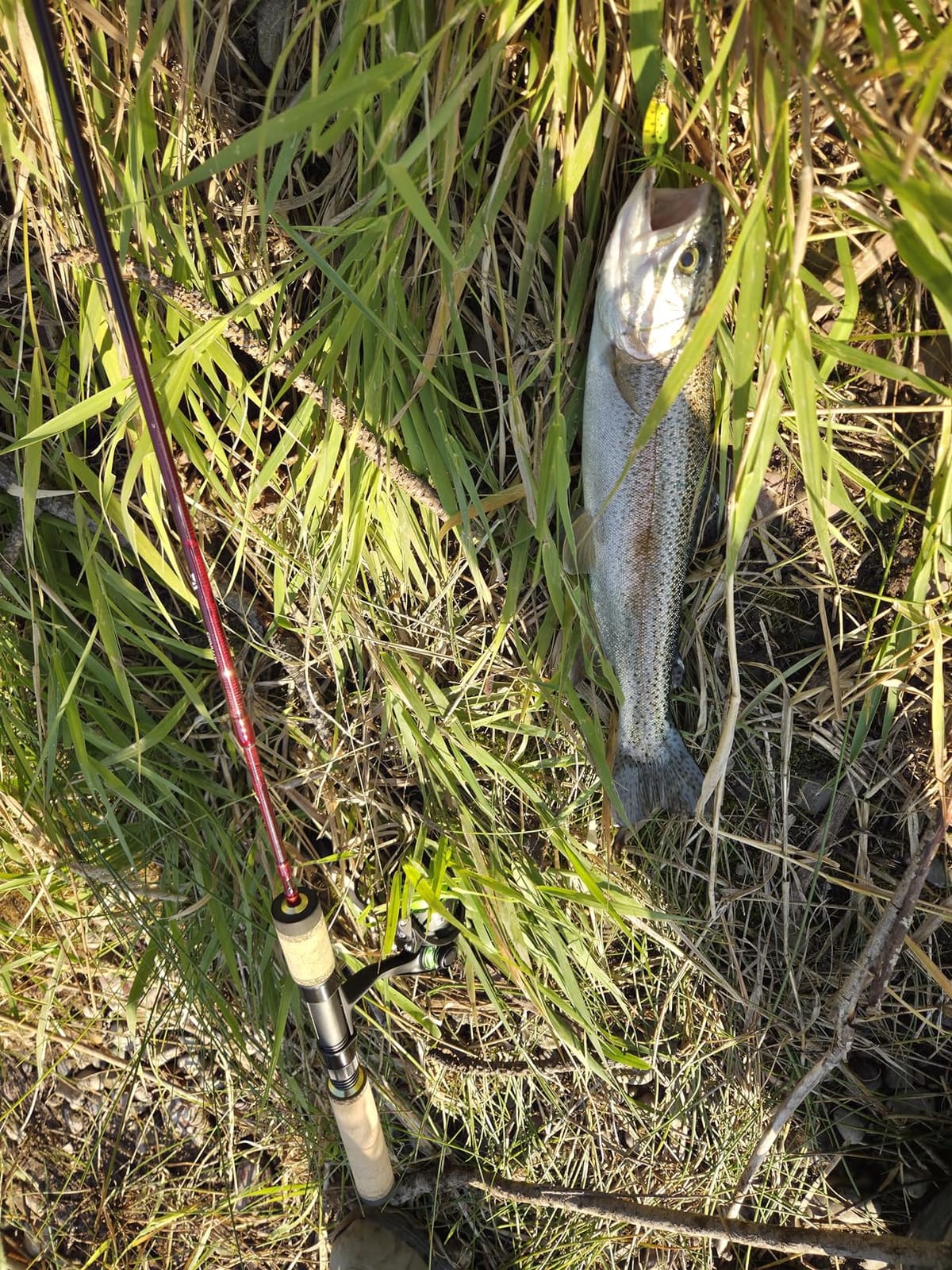 Daiwa Spinmatic-D Ultralight Pack Rods customer photo 1