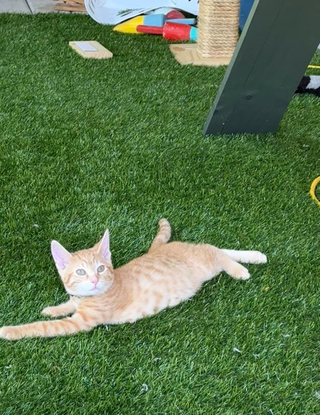 Pet Pad Artificial Grass Turf 7' x13'- Realistic Thick Synthetic Fake Grass Mat for Outdoor Garden Landscape Balcony Dog Grass Rug customer photo 2
