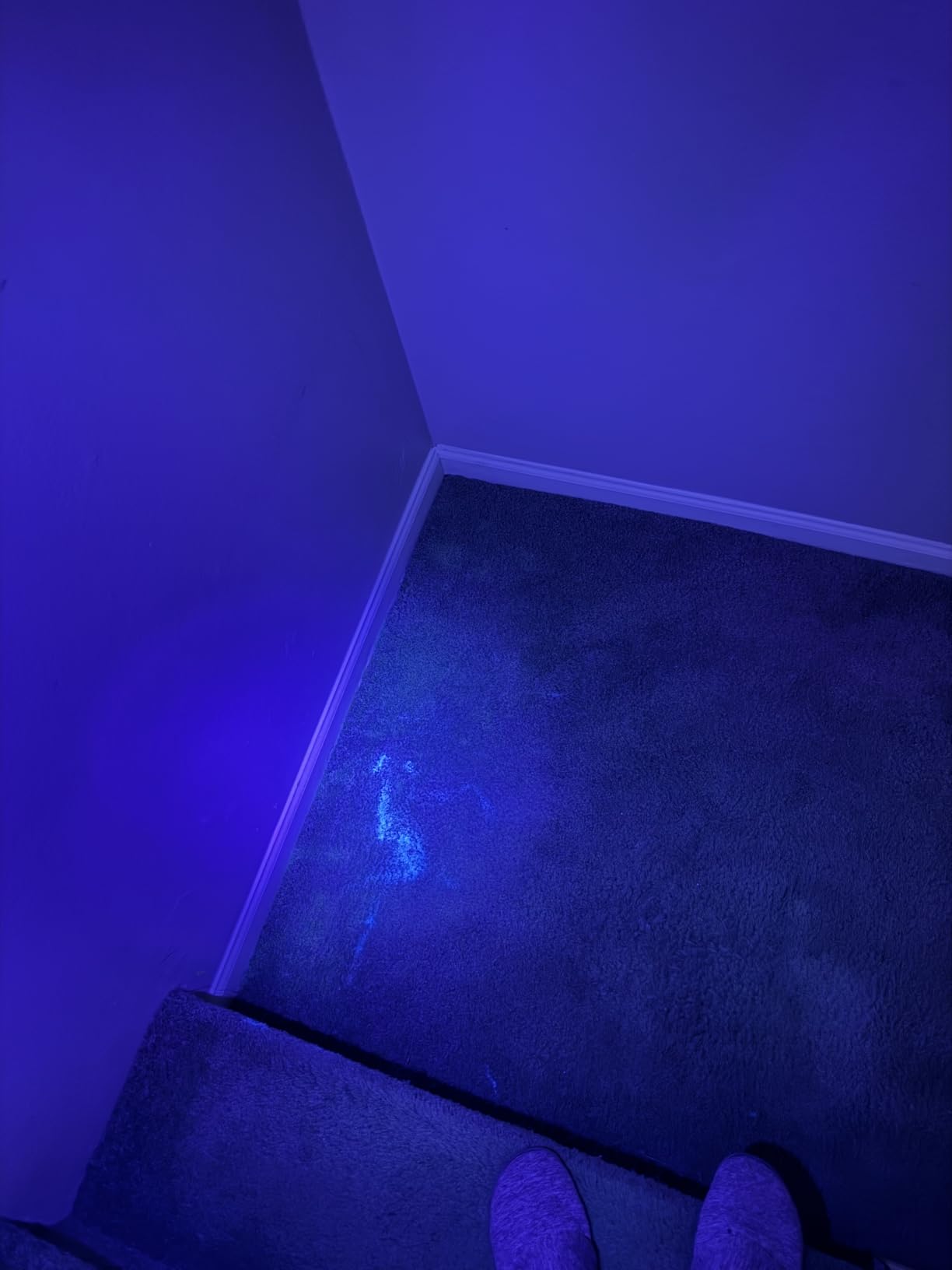 Black Light UV Light Flashlight, 21 LED 395nm Ultraviolet Blacklight Flashlight Mini Pet Urine Detector for Dog/Cat, Dry Stains, Resin Curing, Matching with Pet Odor Eliminator(Batteries are Included) customer photo 2