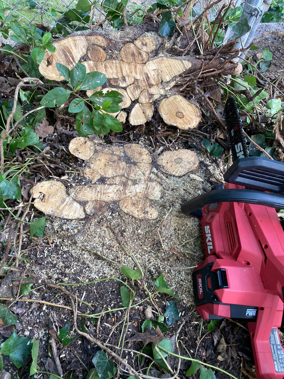 SKIL PWR CORE 40 Brushless 40V 14” Lightweight Chainsaw Kit with Tool-free Chain Tension & Auto Lubrication, Includes 2.5Ah Battery and Auto PWR Jump Charger - CS4555-10 customer photo 1