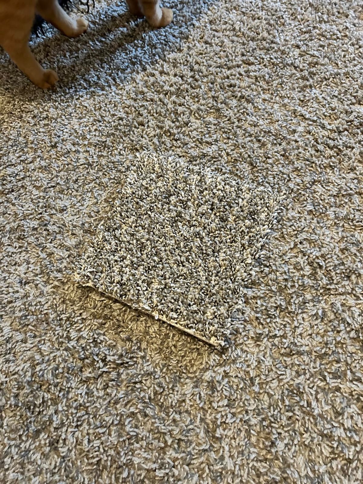Smart Squares in A Snap Plush Carpet Tiles (Sample, 538 Crystal) customer photo 1