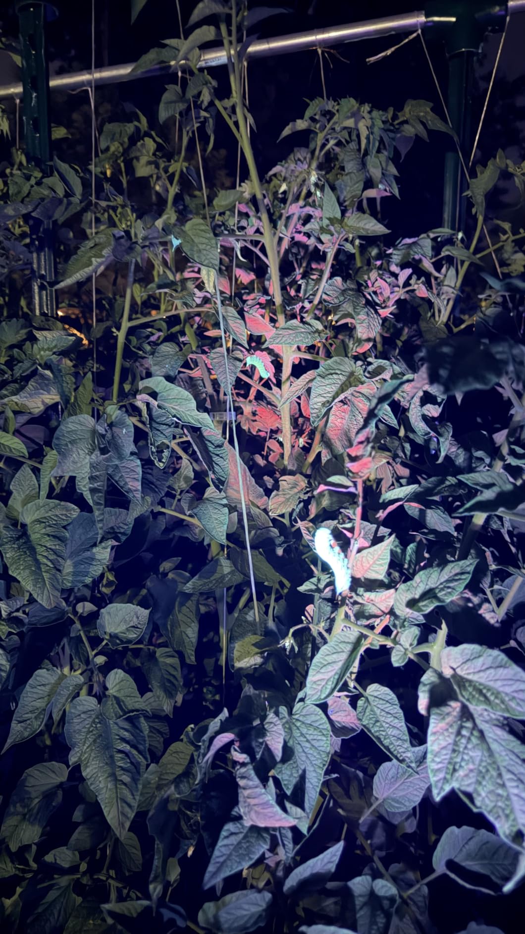 LUMENSHOOTER S3 365nm UV Flashlight with 3 LEDs customer photo 2