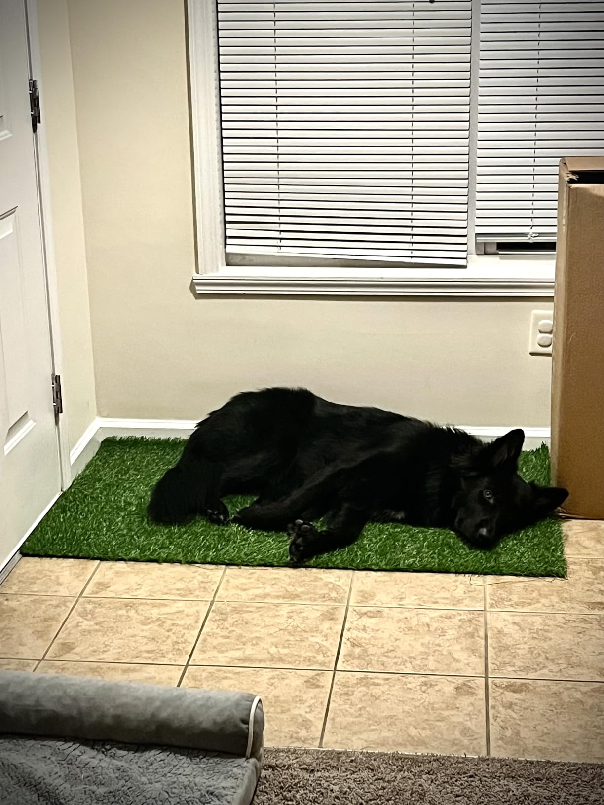 CooZero Artificial Grass, 47.3