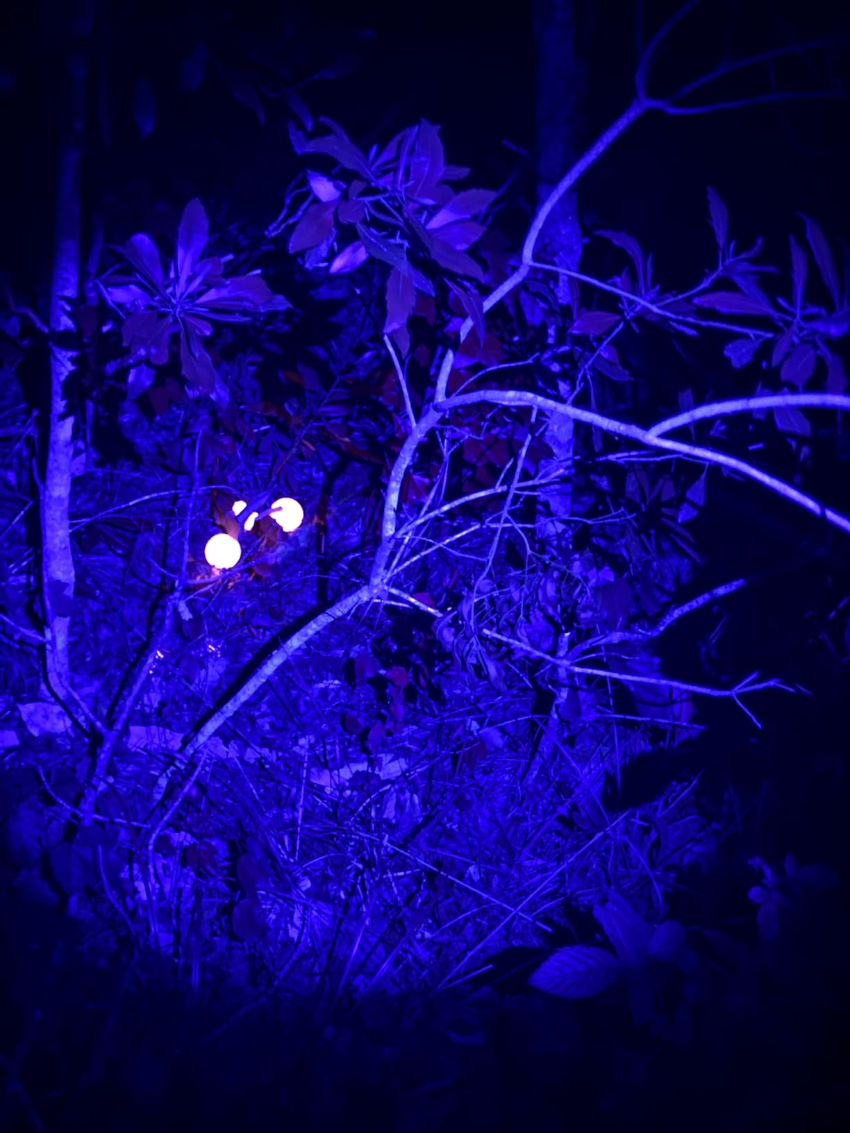 ULTRAFIRE 395-405nm UV Flashlight for Resin Curing, Zoomable Black Light | Pet urine stain checks on carpets and upholstery; UV leak detection light for automotive and HVAC fluorescent dye inspection customer photo 1