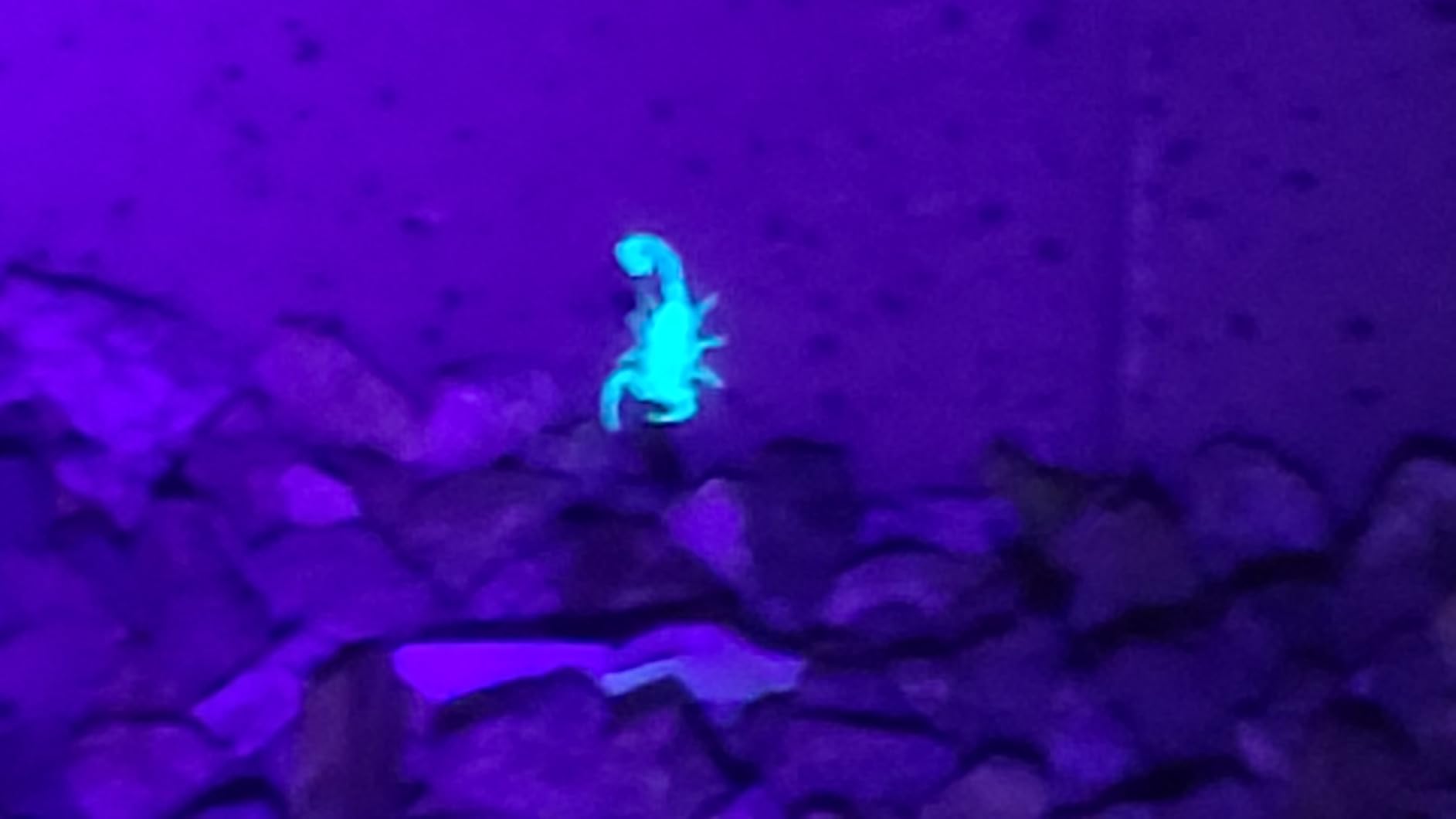 ULTRAFIRE 395-405nm UV Flashlight for Resin Curing, Zoomable Black Light | Pet urine stain checks on carpets and upholstery; UV leak detection light for automotive and HVAC fluorescent dye inspection customer photo 2