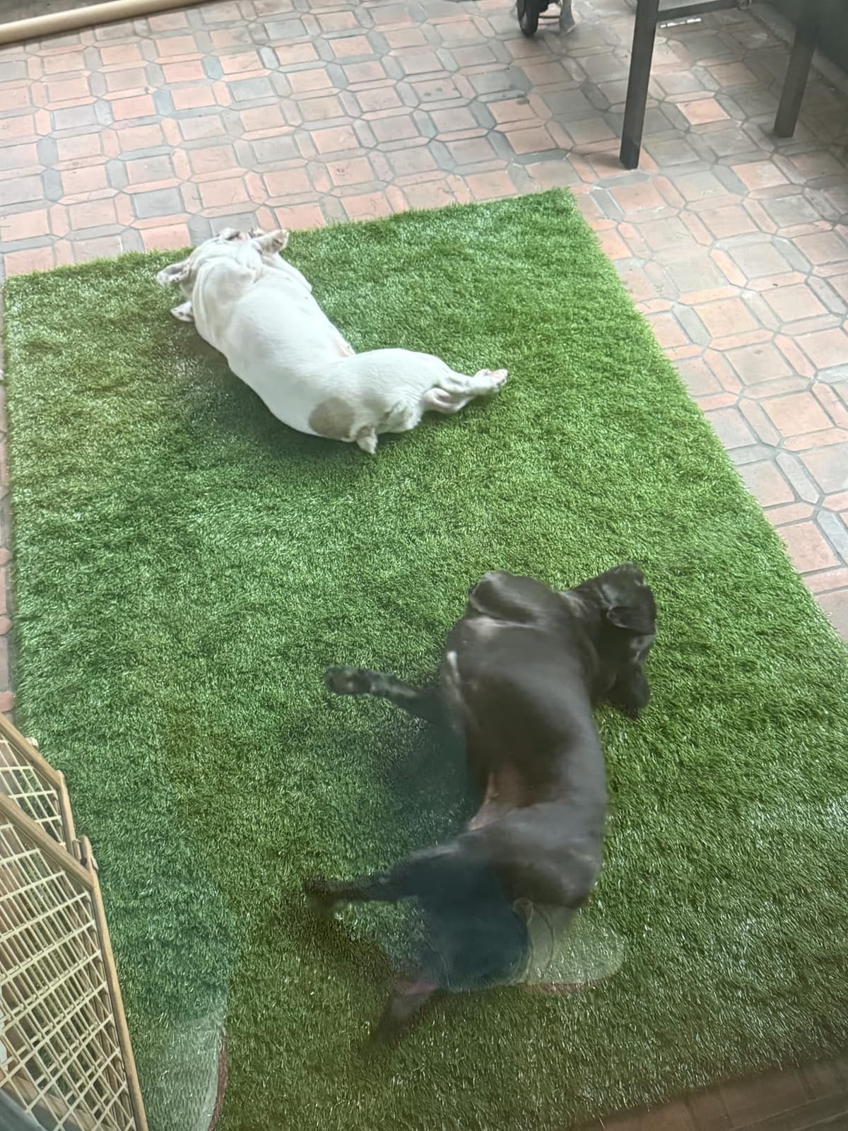 Premium Artificial Grass 3' x 8' Outdoor Rug, 1.38