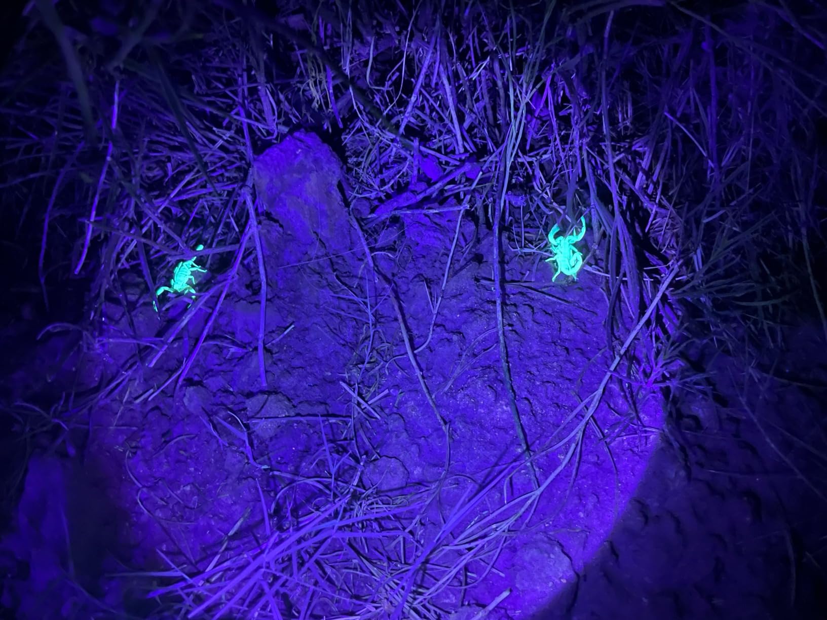 UV Flashlight Black Light, 3-in-1 Magnetic Flashlight Rechargeable, High Lumen Tactical LED Flashlight, 7 Modes Waterproof UV Light for Camping Emergencies Pet Urine Detection customer photo 1