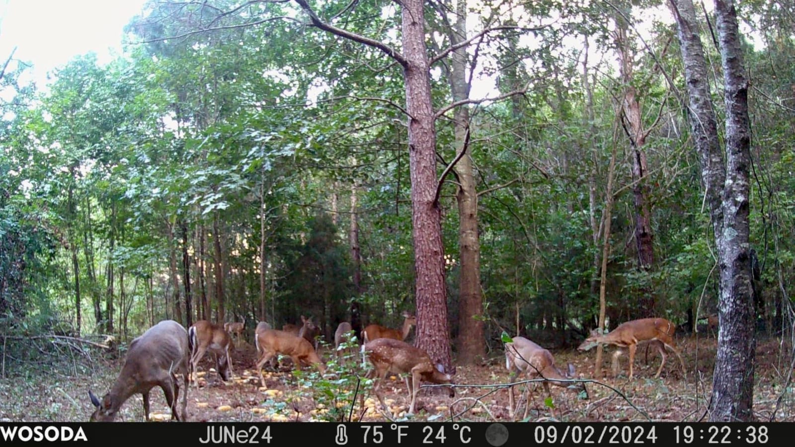 WOSODA Trail Camera 36MP 1920P, Night Vision, IP66 Waterproof Game Camera customer photo 1