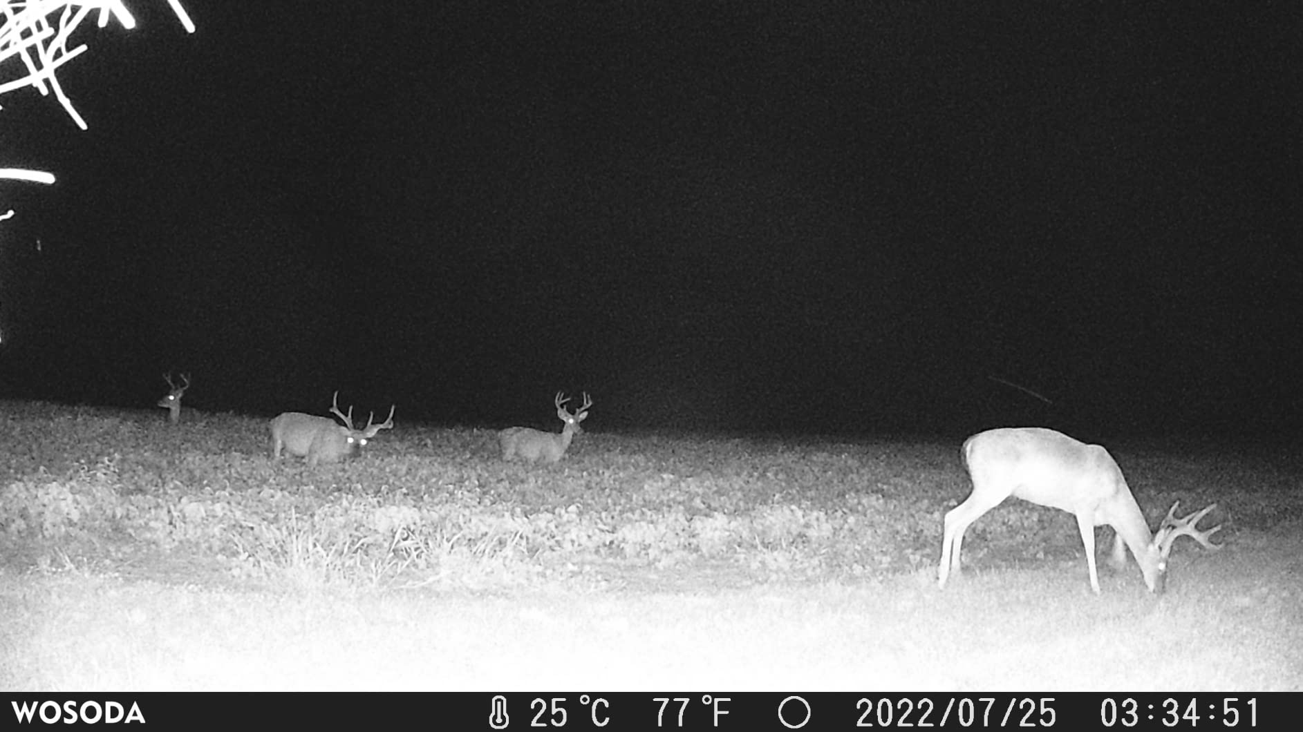 WOSODA Trail Camera 36MP 1920P, Night Vision, IP66 Waterproof Game Camera customer photo 2