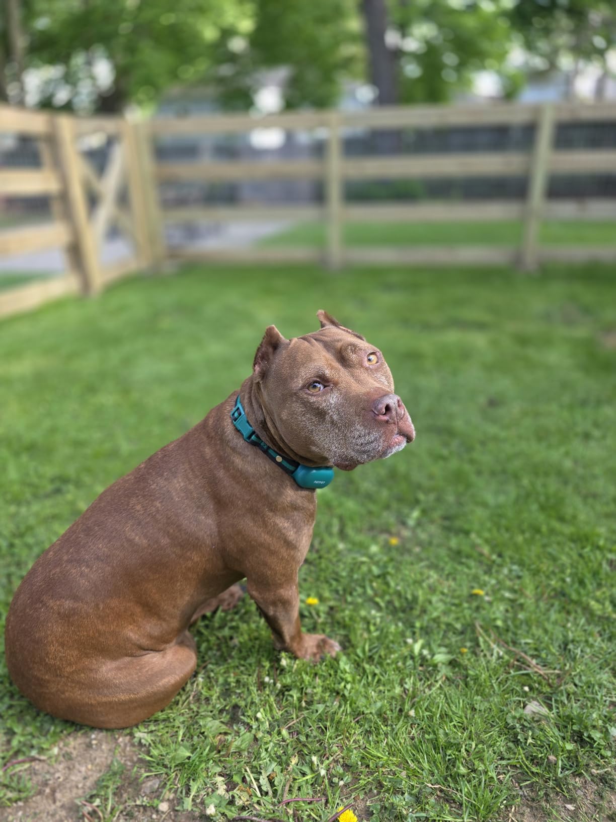 PATPET Dog Shock Collar with Remote Control - 4000FT Safe Training Collar | IPX7 Waterproof 3 Modes(Beep/Vibration/Shock) Shock Collar for Dogs 8-120Lbs, Rechargeable for Small Medium Large Dogs customer photo 2