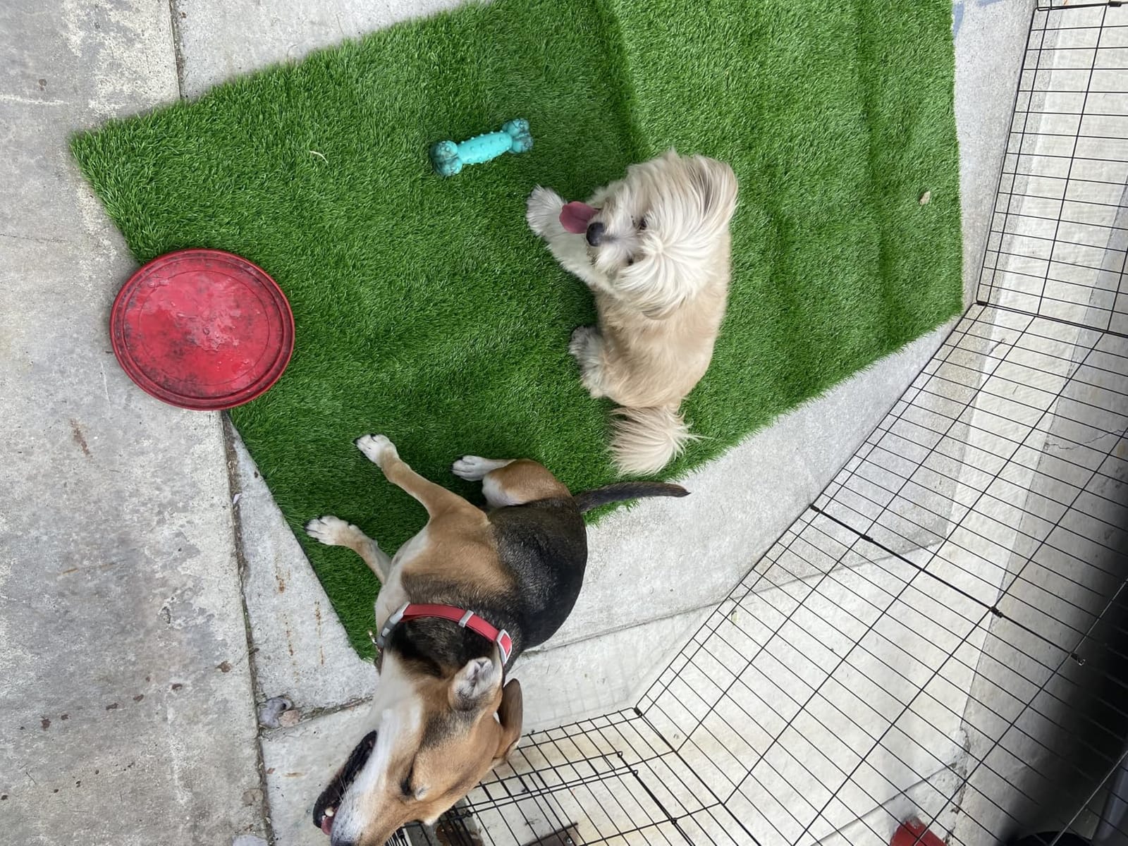 Bsmathom Artificial Grass Rug Indoor Outdoor Rug, 3x5Ft Dog Grass Mat with Drainage Holes, Synthetic Artificial Grass Turf Fake Grass Rug for Balcony Garden Lawn Landscape, 3x5Ft customer photo 1