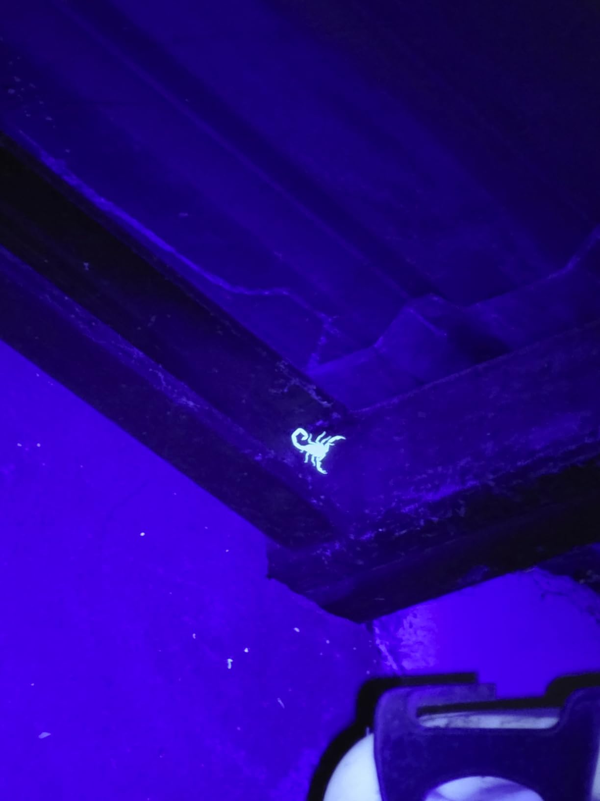 DARKBEAM Flashlight UV Black Light 395 NM, Mini but Powerful USB-C LED Rechargeable Woods Lamp, Ultraviolet Flashlights for Pet Dog Urine, Stains Detection / Resin Curing / Fluorescent Agent customer photo 2